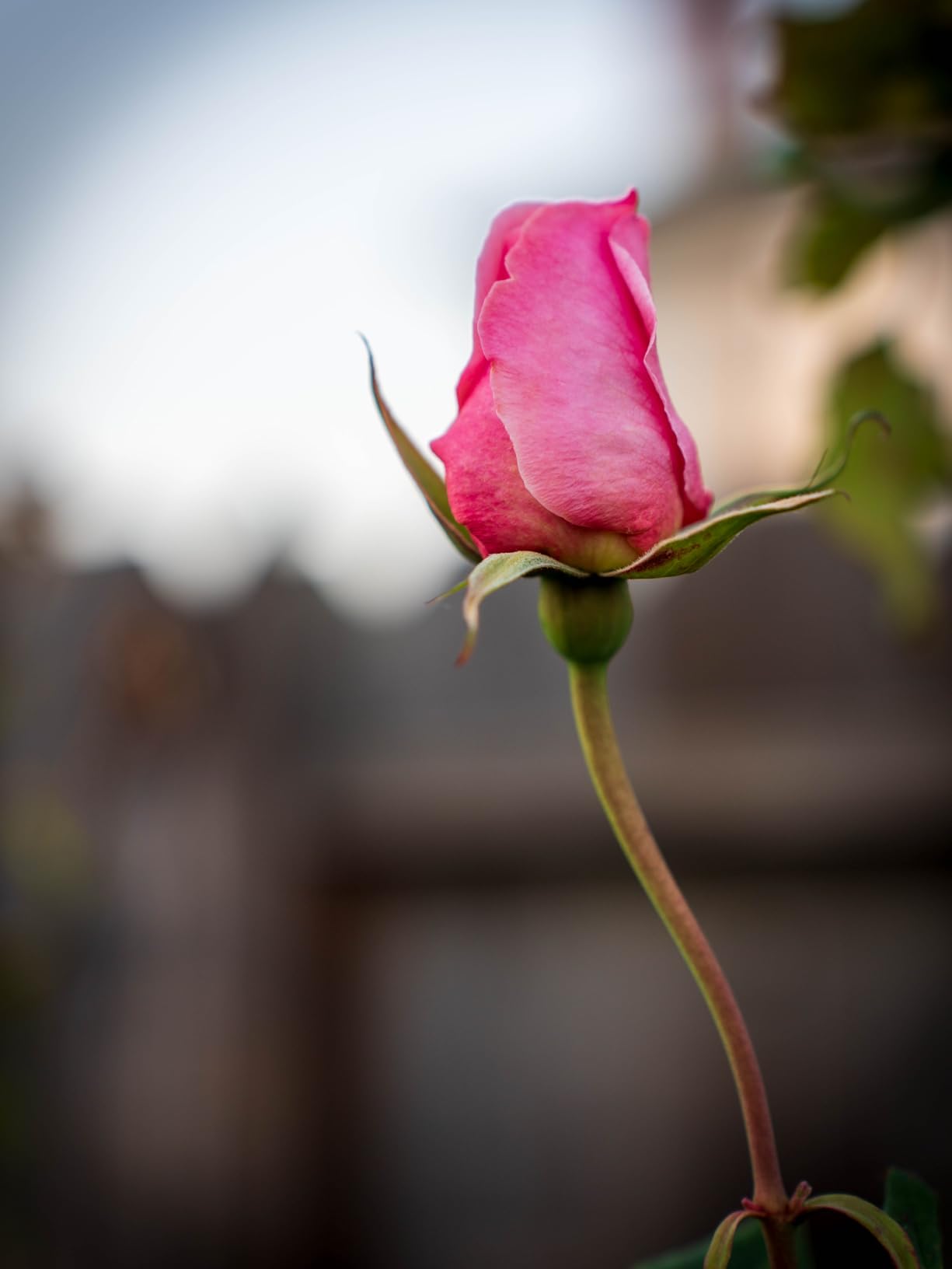 Tamron 28-75mm F/2.8 Di III VXD G2 for Sony E-Mount Full Frame/APS-C customer photo 1