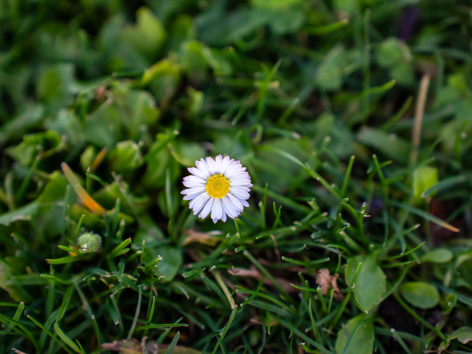 Tamron 28-75mm F/2.8 Di III VXD G2 for Sony E-Mount Full Frame/APS-C (6 Year Limited USA Warranty) customer photo 2