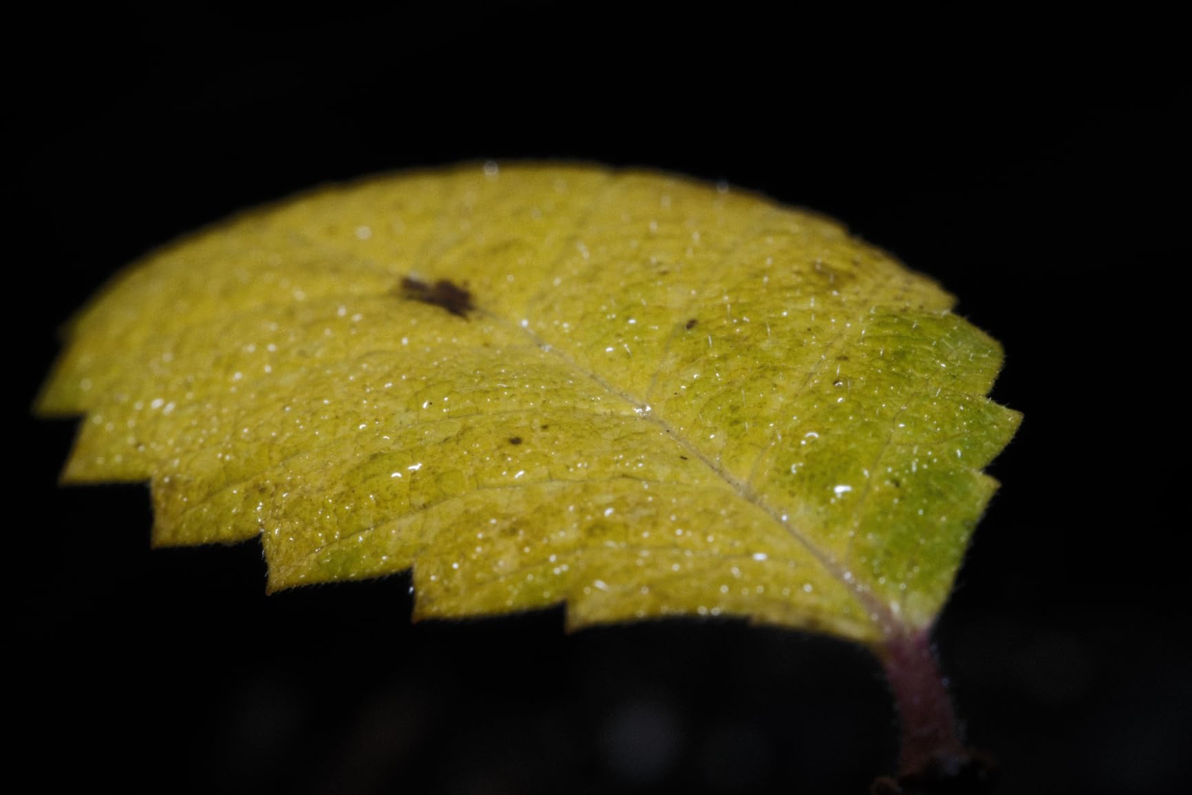 TTArtisan 40mm f/2.8 Macro Lens APS-C Manual Focus Prime Lens for E-Mount customer photo 1