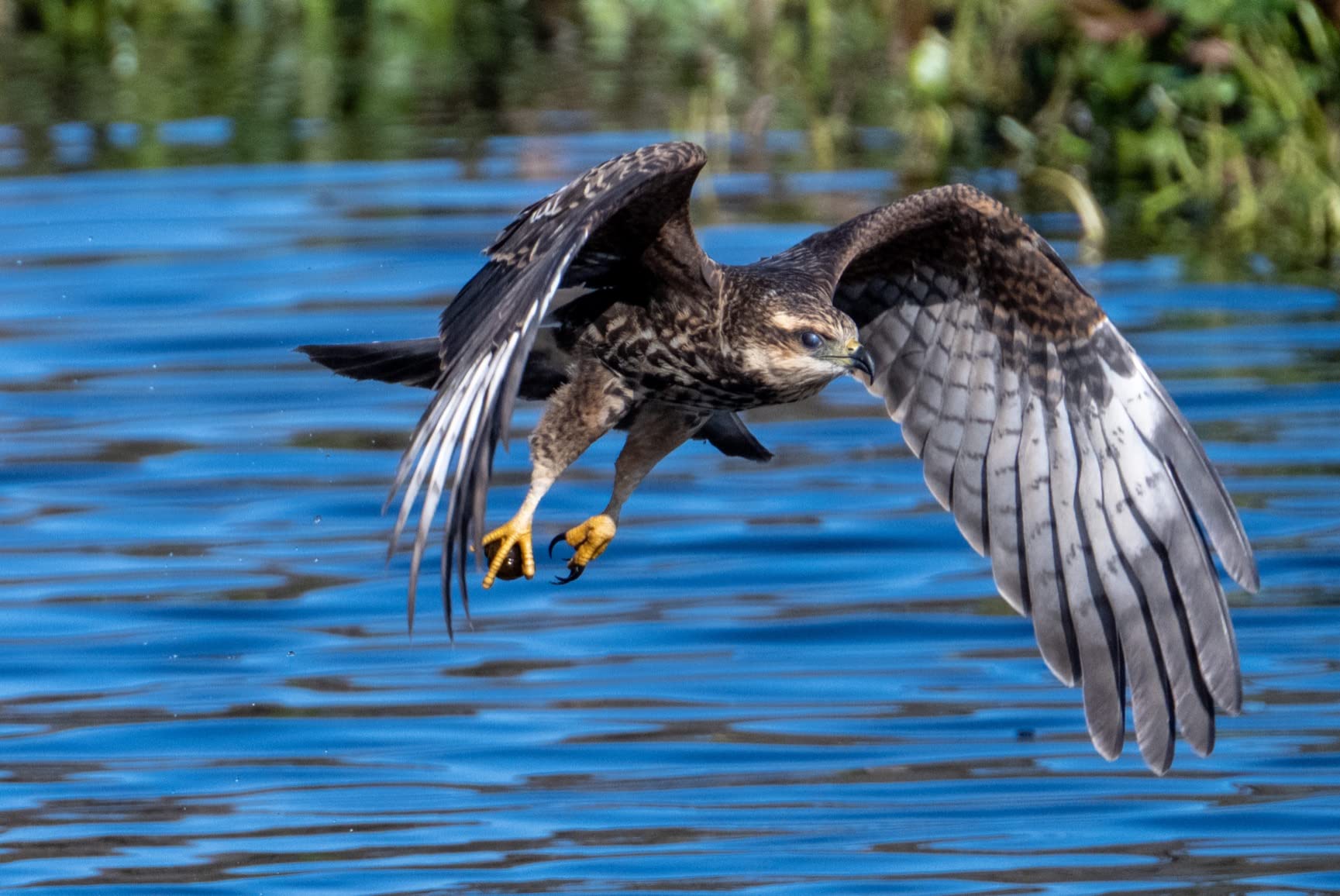 NIKKOR Z 100-400mm VR S | Premium Versatile Telephoto Zoom Lens with Image Stabilization for Z Series Mirrorless Cameras (Compatible with Teleconverters) | Nikon USA Model customer photo 2