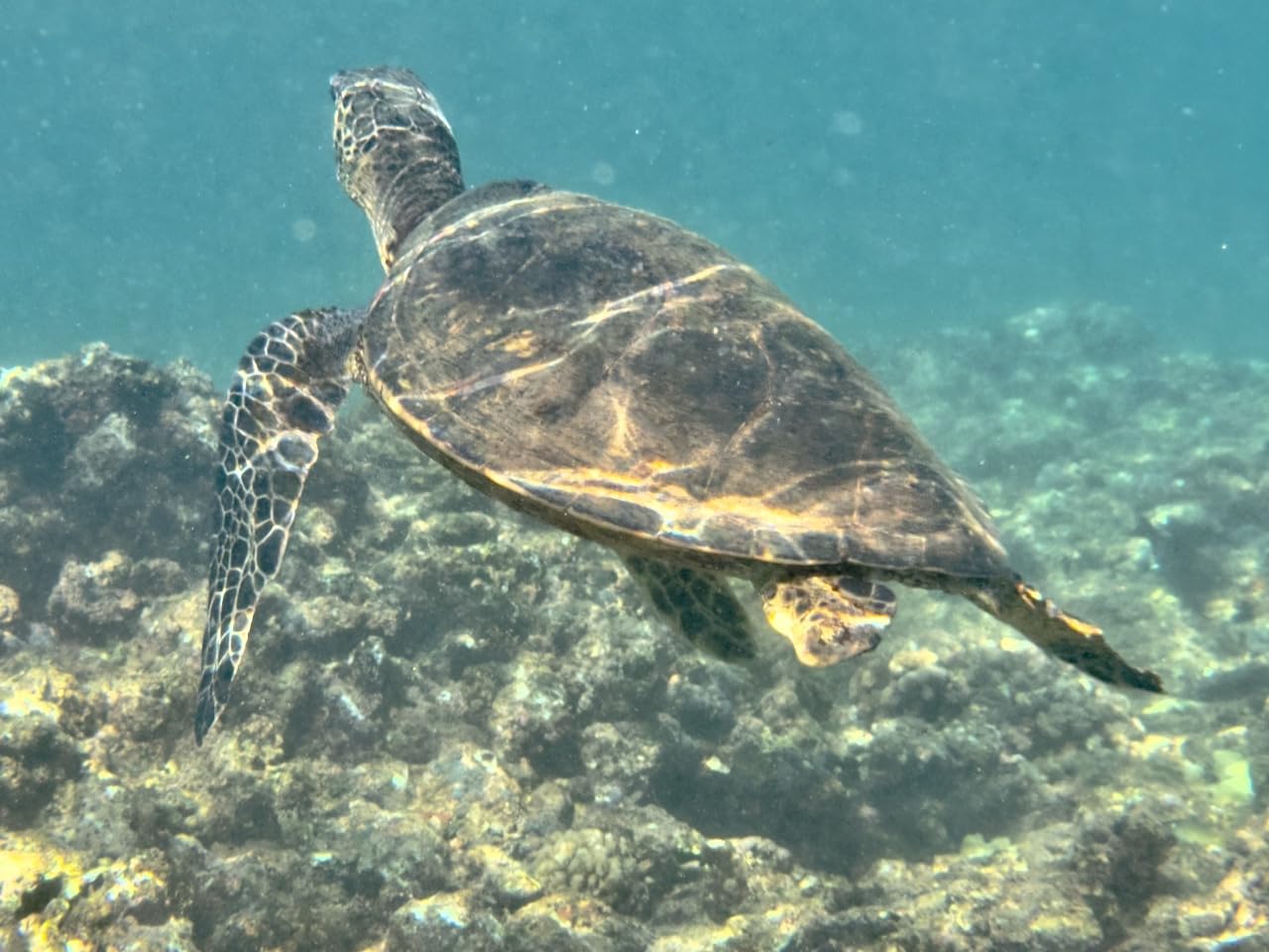 Professional Waterproof Diving Case for Snorkeling, 15M/50FT Underwater Photo & Video Protective Housing customer photo 2