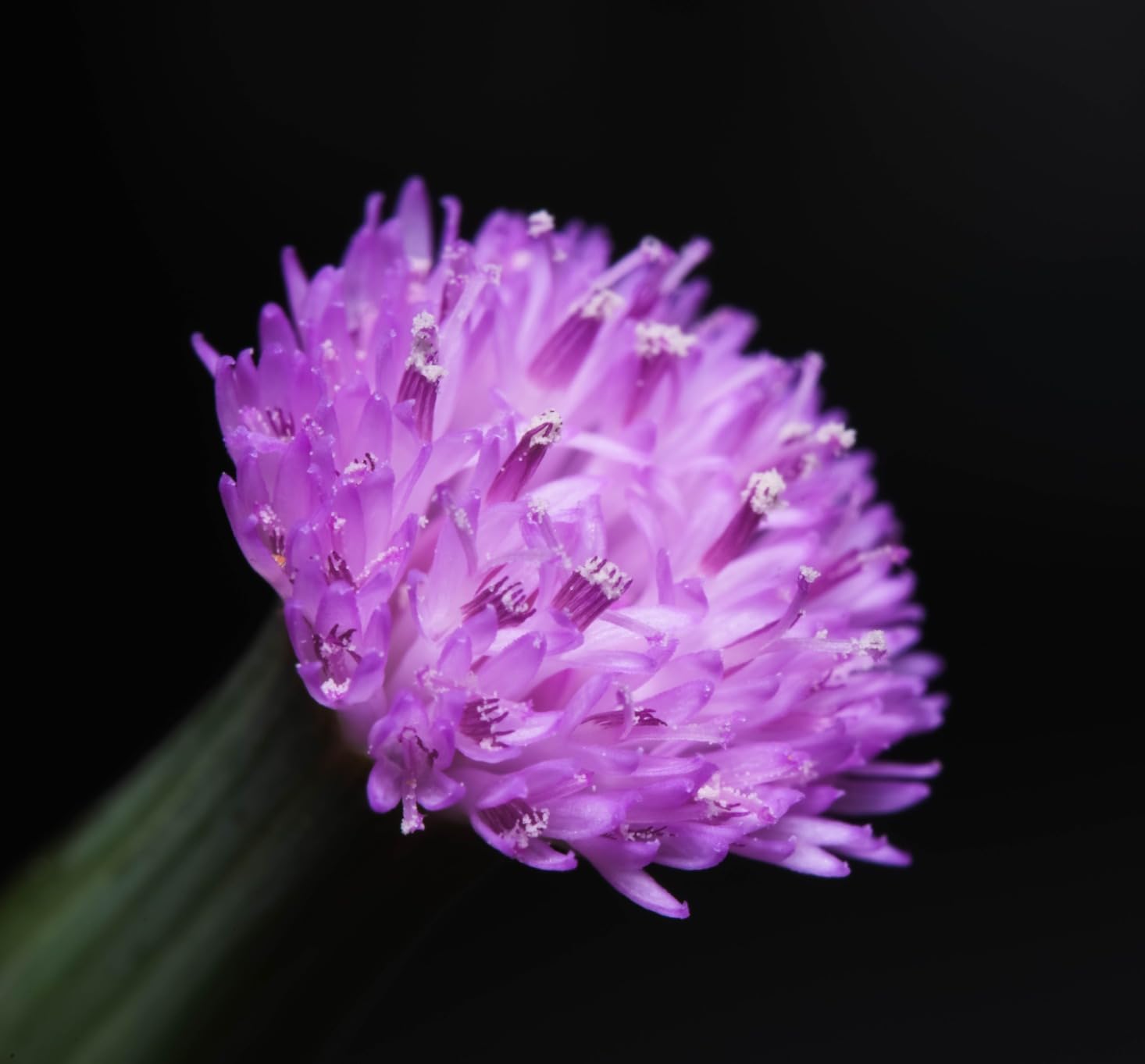 Venus Laowa 90mm f/2.8 2X Ultra Macro APO Lens for Sony E Mount Mirrorless Camera, Black customer photo 2