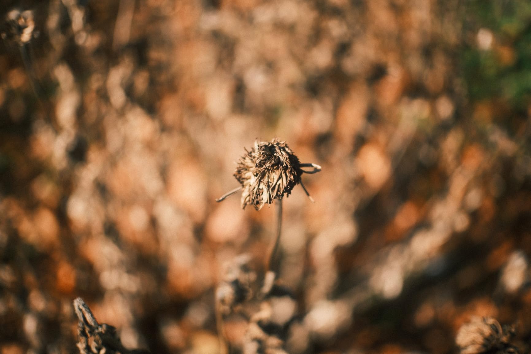 TTArtisan APS-C 25mm F2 Metal Bodied Mirrorless Camera Lens Compatible with Z Mount Z5 Z6 Z7 Z6II Z7II ZFC Z30 Z50 Z9 customer photo 1