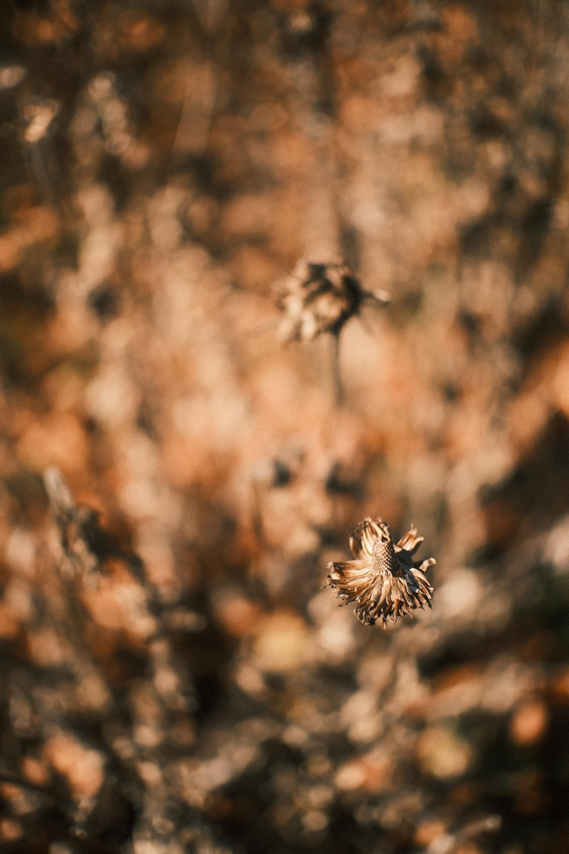 TTArtisan APS-C 25mm F2 Metal Bodied Mirrorless Camera Lens Compatible with Z Mount Z5 Z6 Z7 Z6II Z7II ZFC Z30 Z50 Z9 customer photo 2