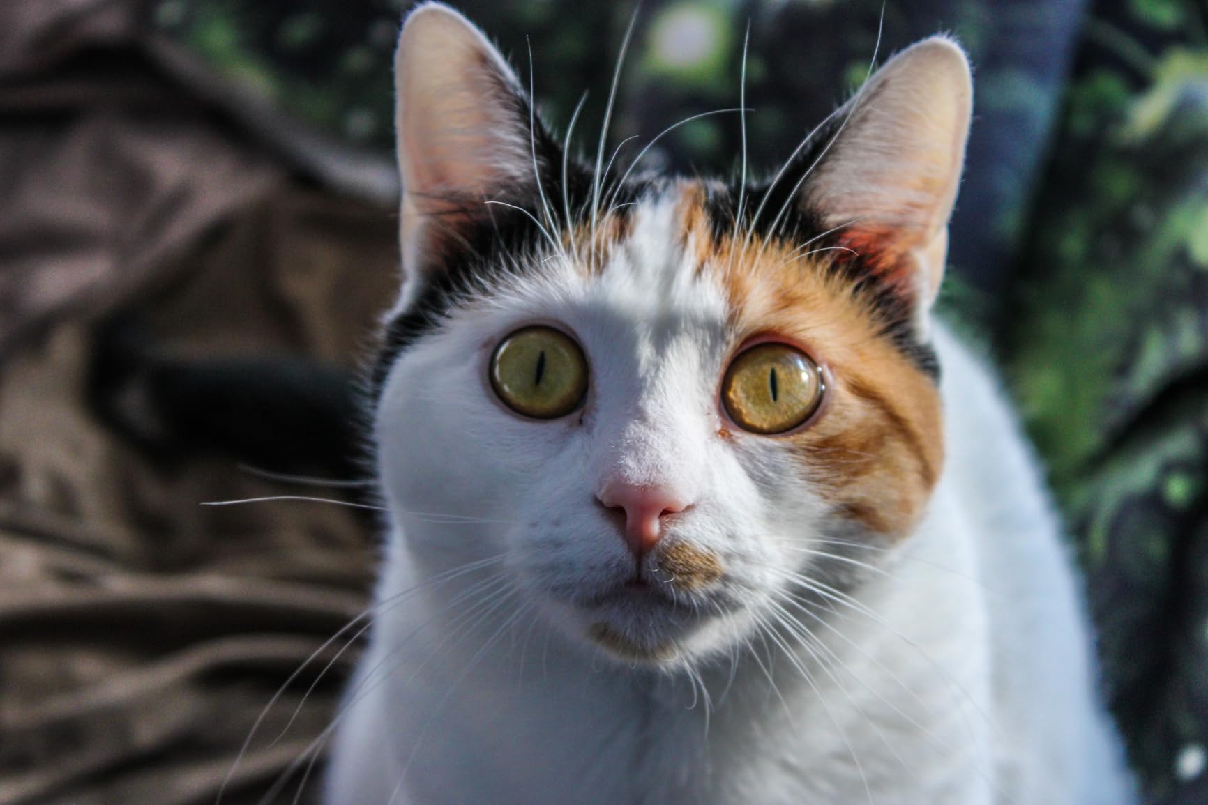 Canon EOS 2000D / Rebel T7 DSLR Camera with EF-S 18-55mm Lens + SanDisk 32GB Card Tripod Case Wideangle Lenses ZeeTech Accessory Bundle (20pc Bundle) (18-55MM, Card) Black (Renewed) customer photo 2