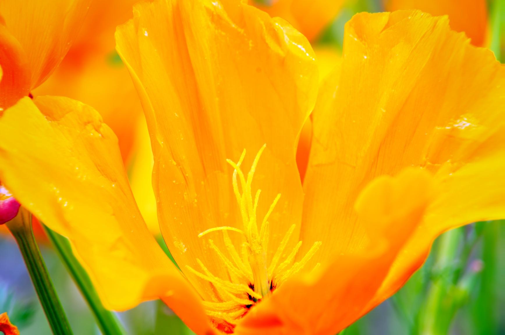 Sony a7R V Mirrorless Full Frame Interchangeable Lens Camera | Official Sony USA Partner Model | Body ILCE-7RM5 Bundle with Meike MK320 TTL HSS Flash Speedlite + Deco Gear Case + Battery & Charger Kit customer photo 2