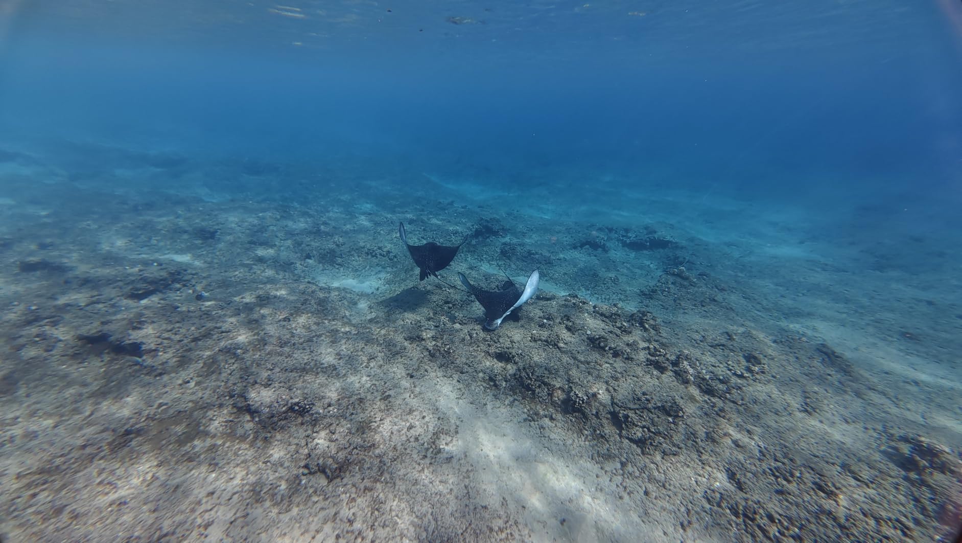 TELESIN Waterproof Case for DJI Action 5 Pro Action 4/3 Camera, with Anti-Fog Underwater Housing Shell customer photo 1