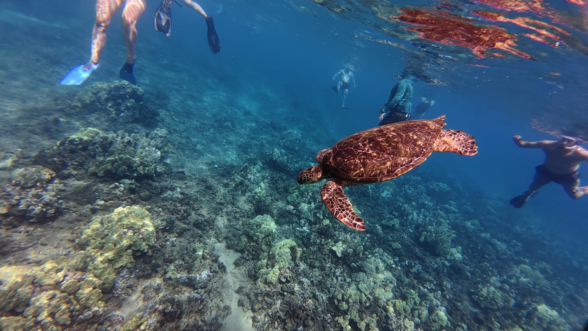 TELESIN Waterproof Case for DJI Action 5 Pro Action 4/3 Camera, with Anti-Fog Underwater Housing Shell customer photo 2