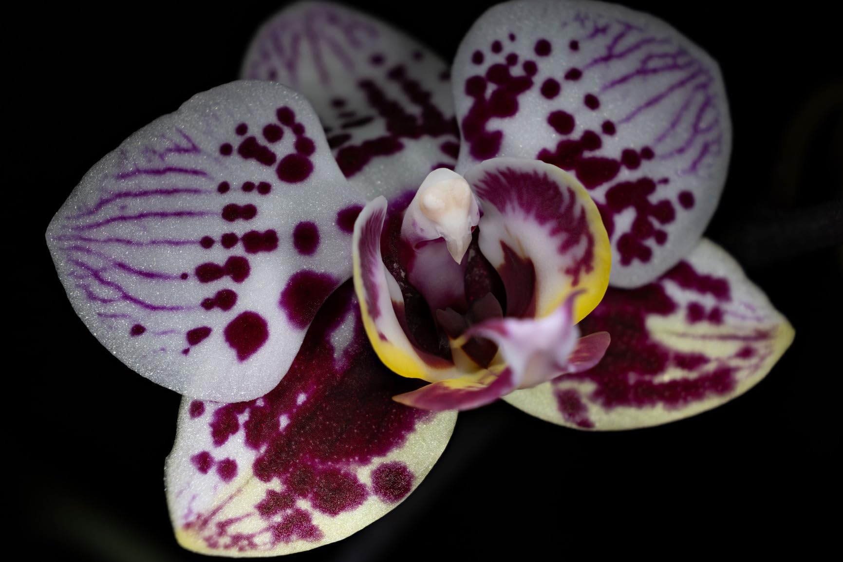 10-Level Brightness LED Macro Arm Light, CRI 95+ 5600K Macro Photography Lighting with USB-C Charging for Canon Nikon Sony Olympus Pentax DSLR Camera for Insert Plant Jewelry Close Up Shooting customer photo 2