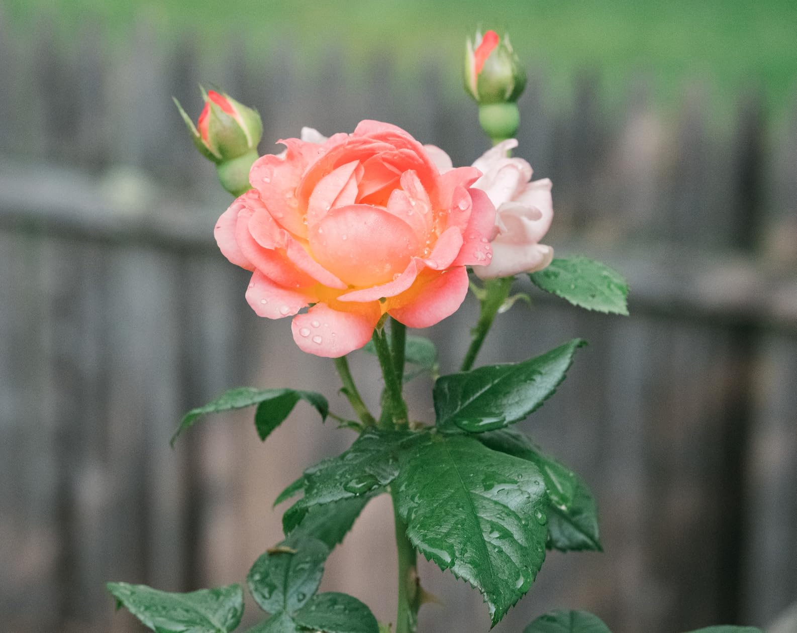 Viltrox PRO 75mm f/1.2 f1.2 Fuji X Mount APS-C Prime Lens for Fujifilm X Mount Camera X-T5 X-H2 X-H2S X-T30 II X-T4 customer photo 1