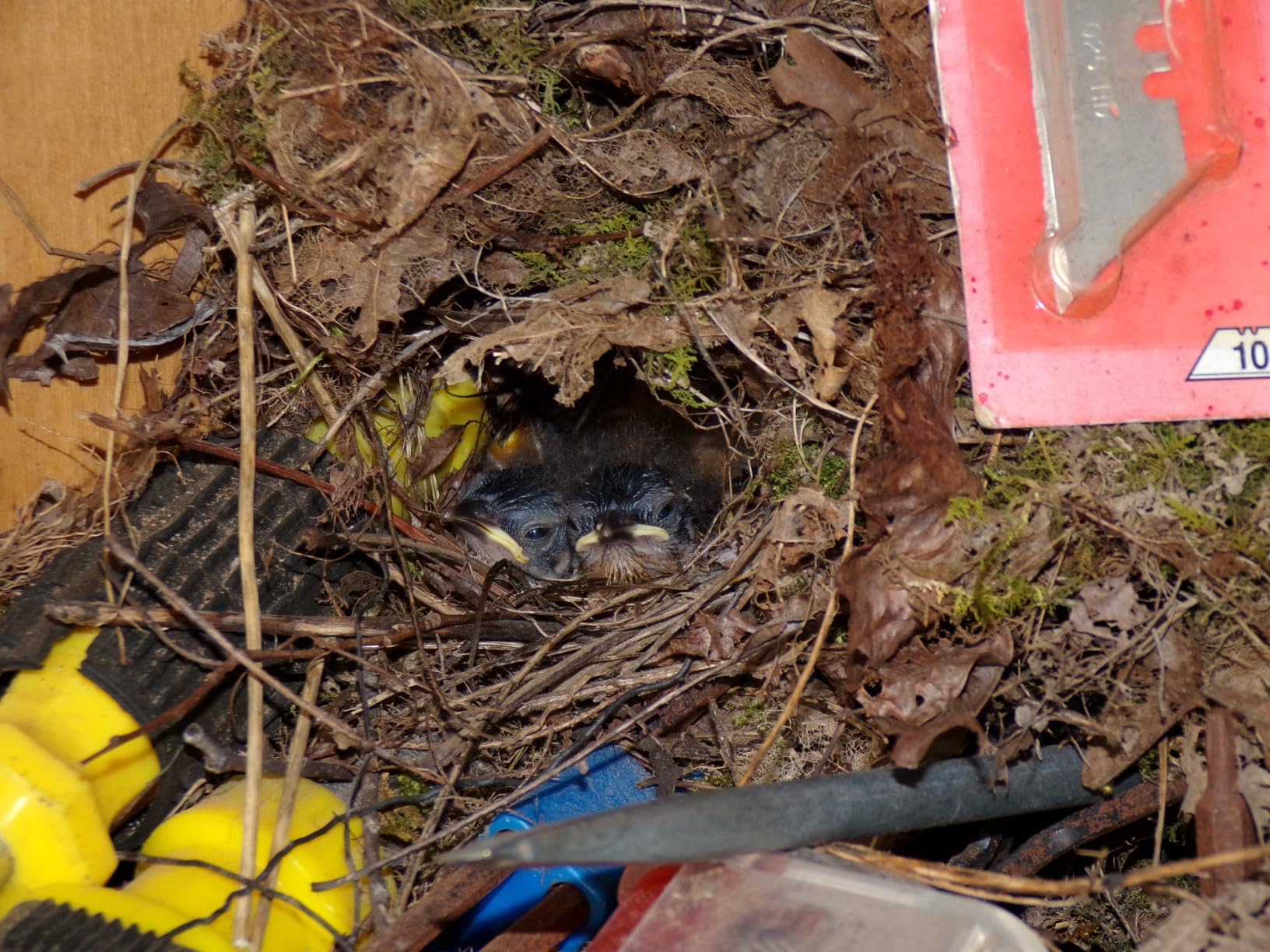 KODAK PIXPRO AZ425-RD 20MP Digital Camera 42X Optical Zoom 24mm Wide Angle 1080P Full HD Video Optical Image Stabilization Li-Ion Battery 3