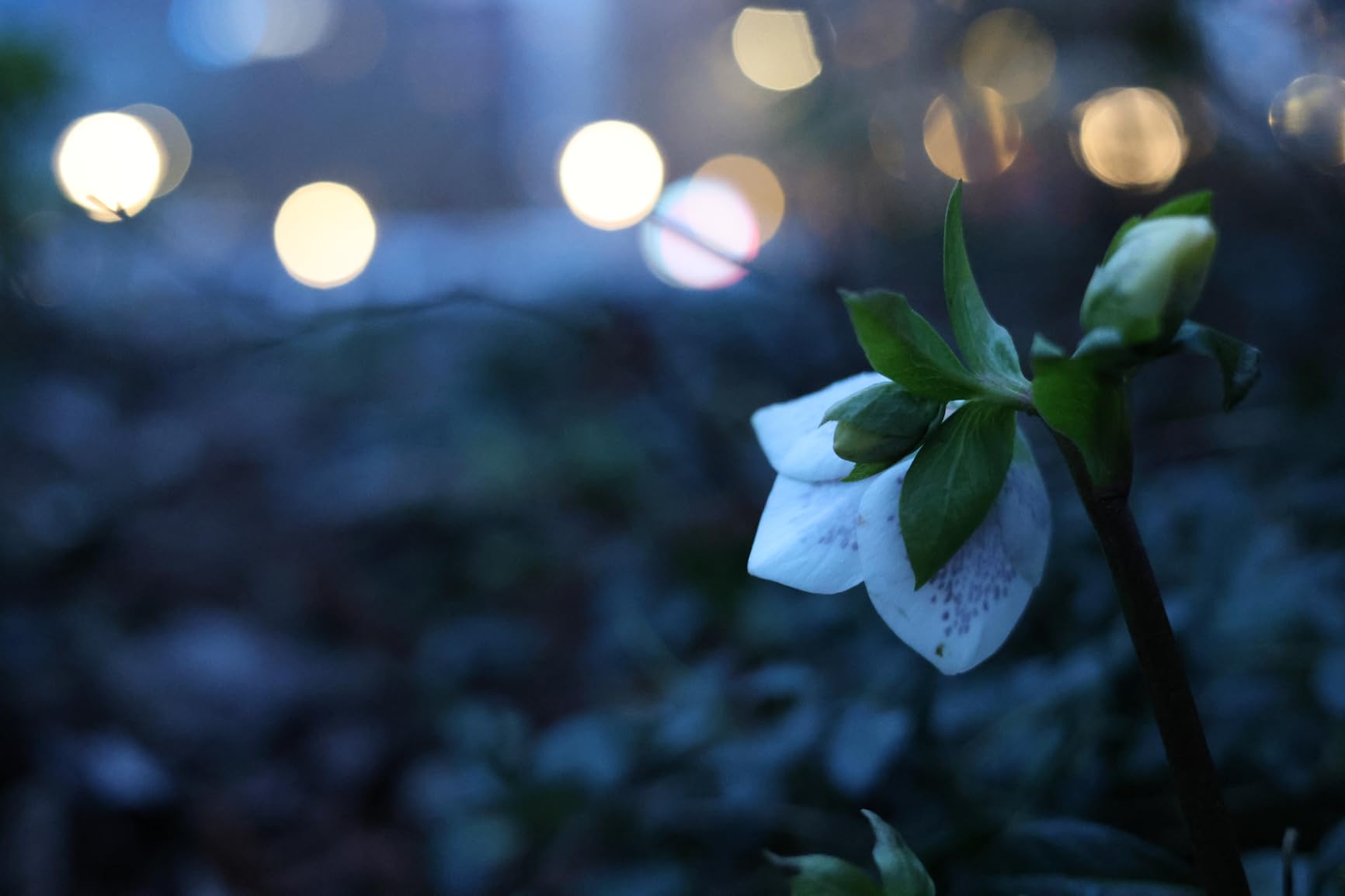 Canon EOS R8 Mirrorless Camera Body, Full‑Frame CMOS Sensor, 24.2 Megapixels, 4K 60p Video, Dual Pixel Autofocus II, Lightweight Camera for Content Creation, Photography and Vlogging, Black customer photo 2