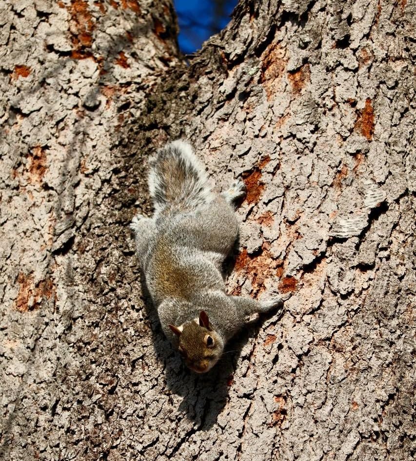 EOS R50 Mirrorless Vlogging Camera (Body Only/White), RF Mount, 24.2 MP, 4K Video, DIGIC X Image Processor, Subject Detection & Tracking, Compact, Smartphone Connection, Content Creator customer photo 2