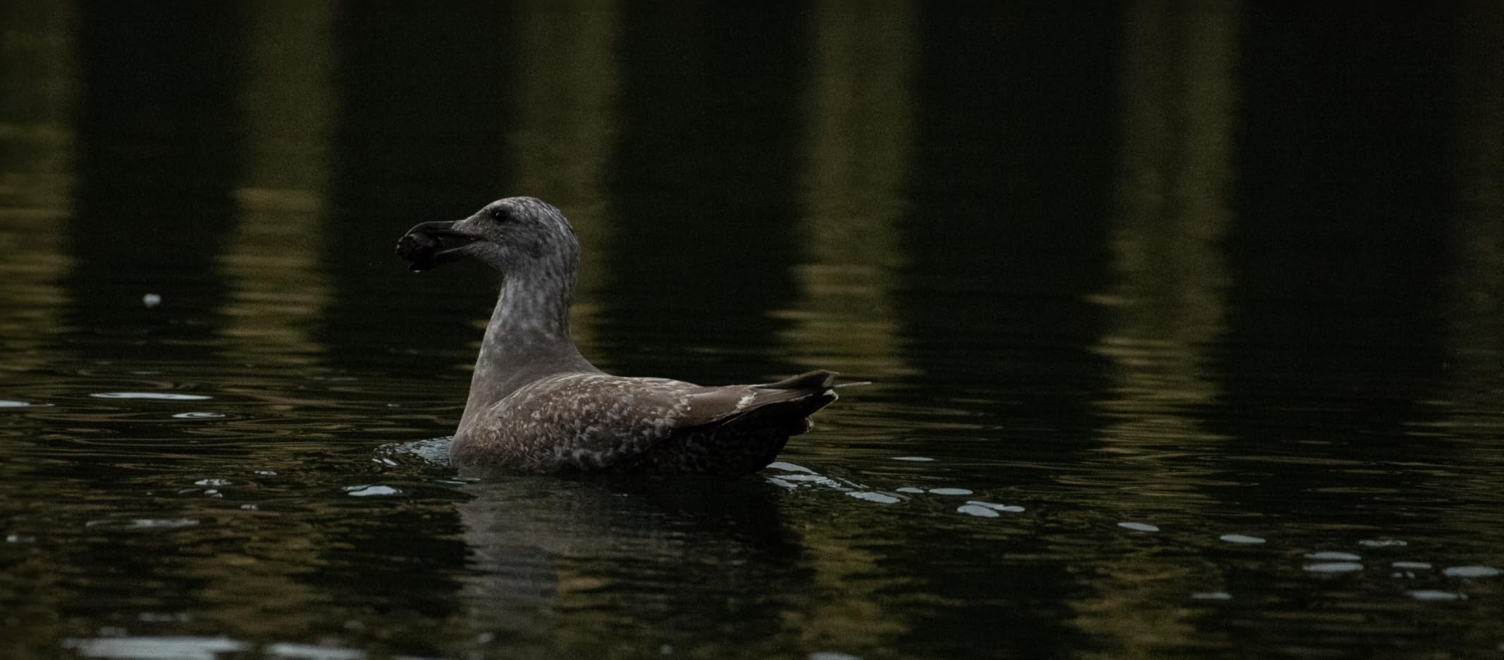 K&F CONCEPT 77mm Circular Polarizer Filter Ultra-Slim 18 Multi-Coated Optical Glass Circular Polarizing Filter for Camera Lenses with Cleaning Cloth (K Series) customer photo 1