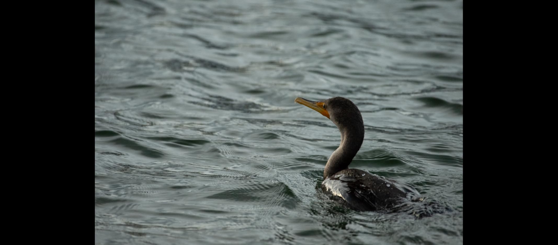 K&F CONCEPT 77mm Circular Polarizer Filter Ultra-Slim 18 Multi-Coated Optical Glass Circular Polarizing Filter for Camera Lenses with Cleaning Cloth (K Series) customer photo 2