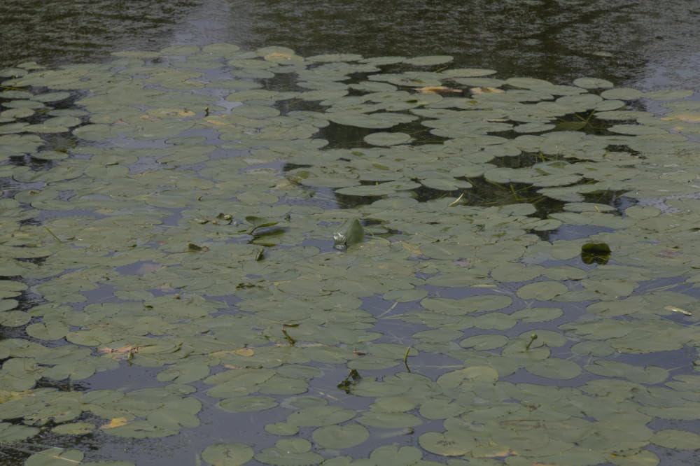 K&F CONCEPT 82mm Circular Polarizers Filter Polarizing Filter 28 Multi-Layer Coated Super Slim High Definition CPL Lens Filter (Nano-X Series) customer photo 2