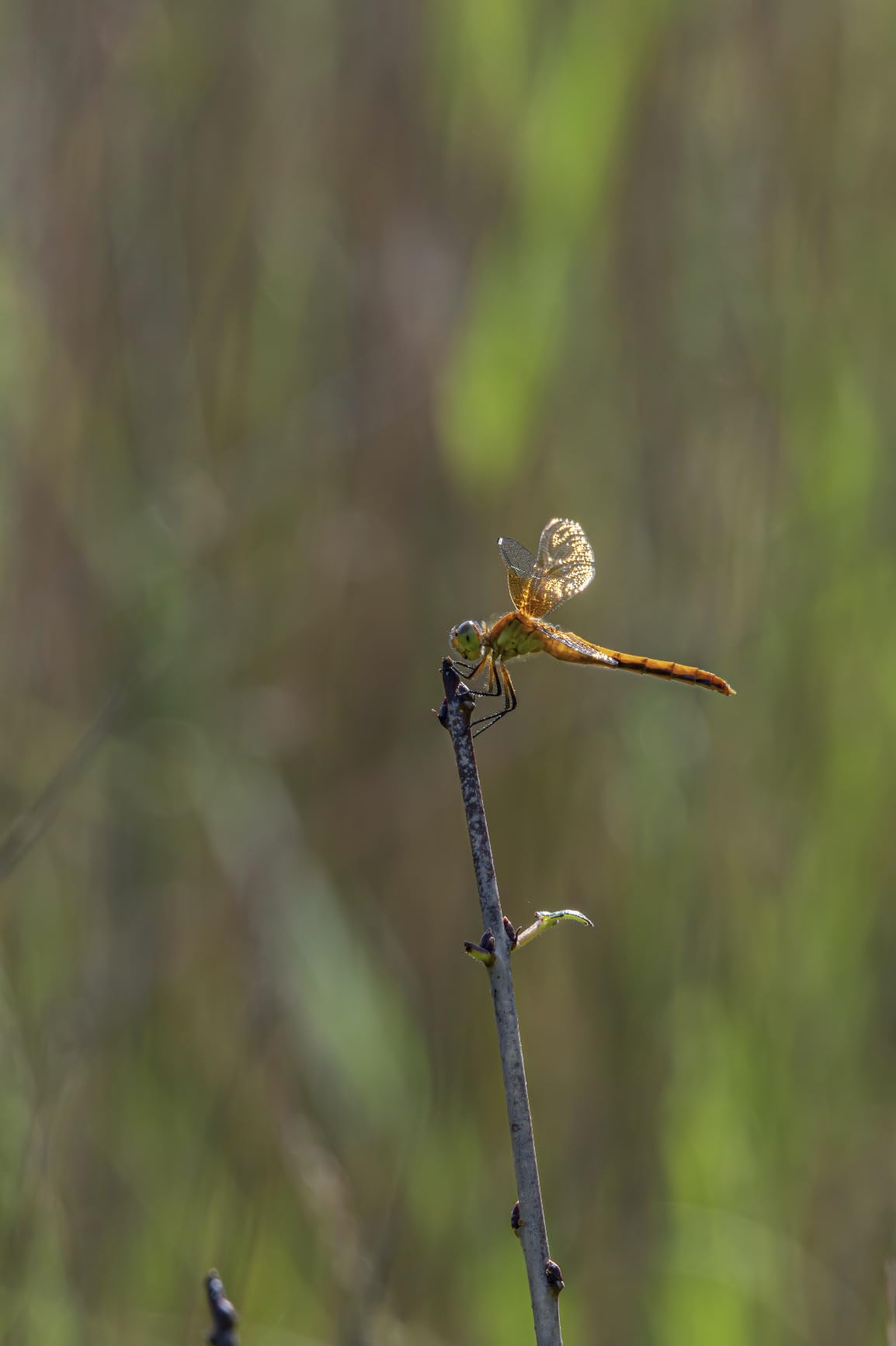 Nikon Z8 Mirrorless Camera Body - 45.7MP Stacked Sensor, 8K60p N-RAW Video, Professional Full-Frame Hybrid Camera customer photo 1