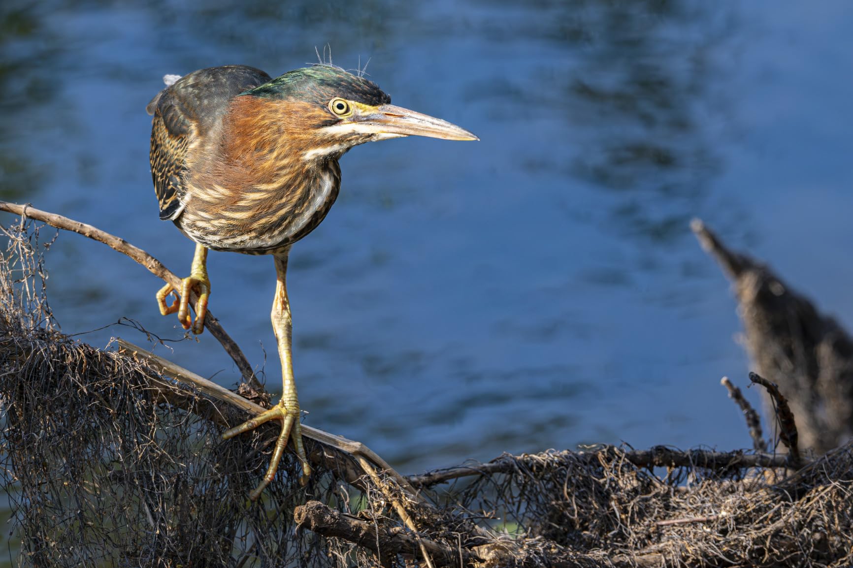 Nikon Z8 Mirrorless Camera Body - 45.7MP Stacked Sensor, 8K60p N-RAW Video, Professional Full-Frame Hybrid Camera customer photo 2