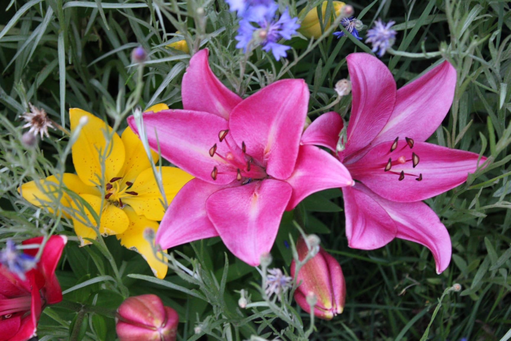 Canon EOS Rebel T7 DSLR Camera with 18-55mm Lens Bundled with 64GB Memory Card + Camera Bag + 58mm UV Filter + Microfiber Cleaning Cloth (5 Items) customer photo 1