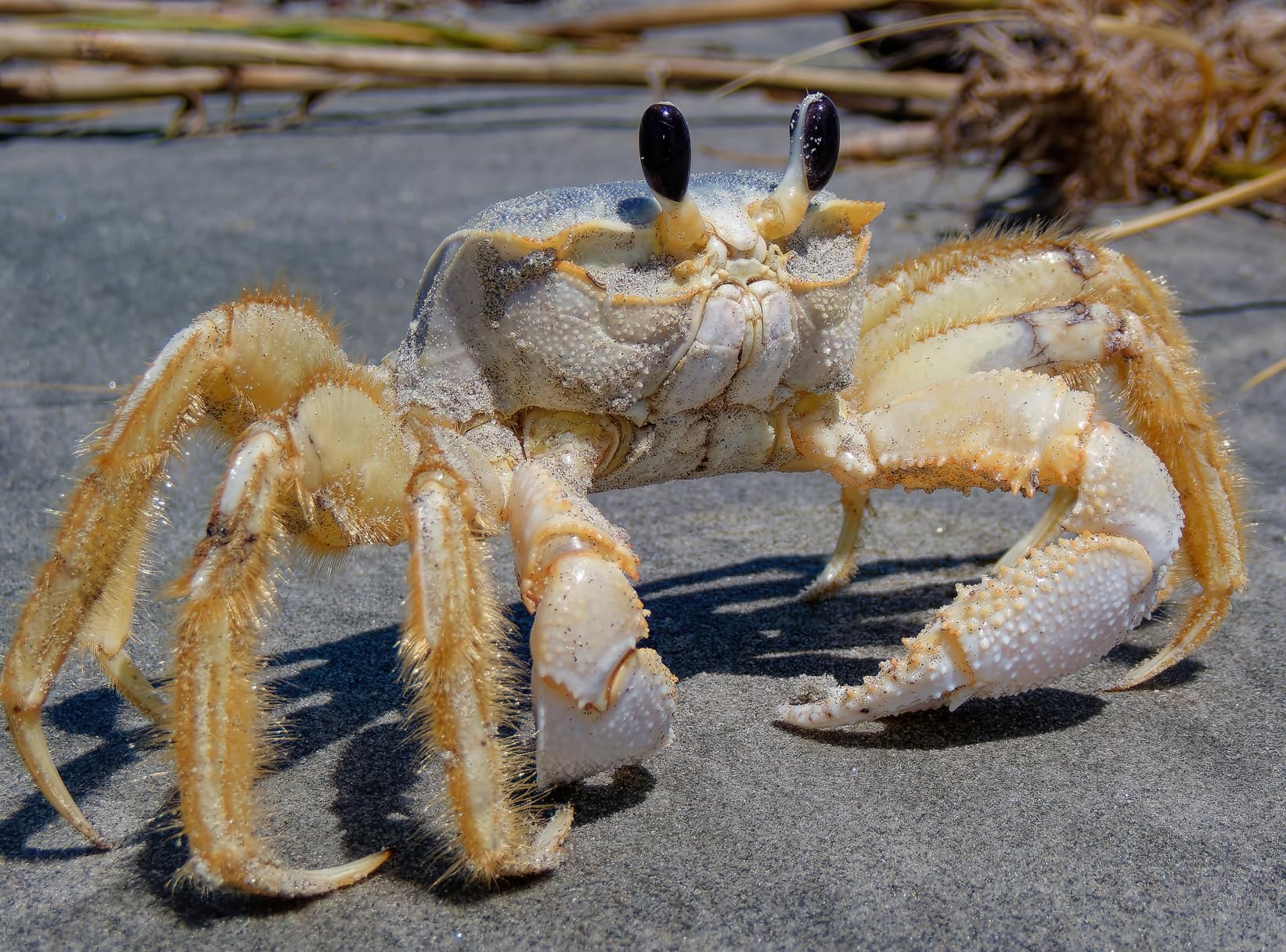 OM System OLYMPUS Tough TG-7 Red Underwater Camera, Waterproof, Freeze Proof, High Resolution Bright, 4K Video 44x Macro Shooting (Successor Olympus TG-6) customer photo 1