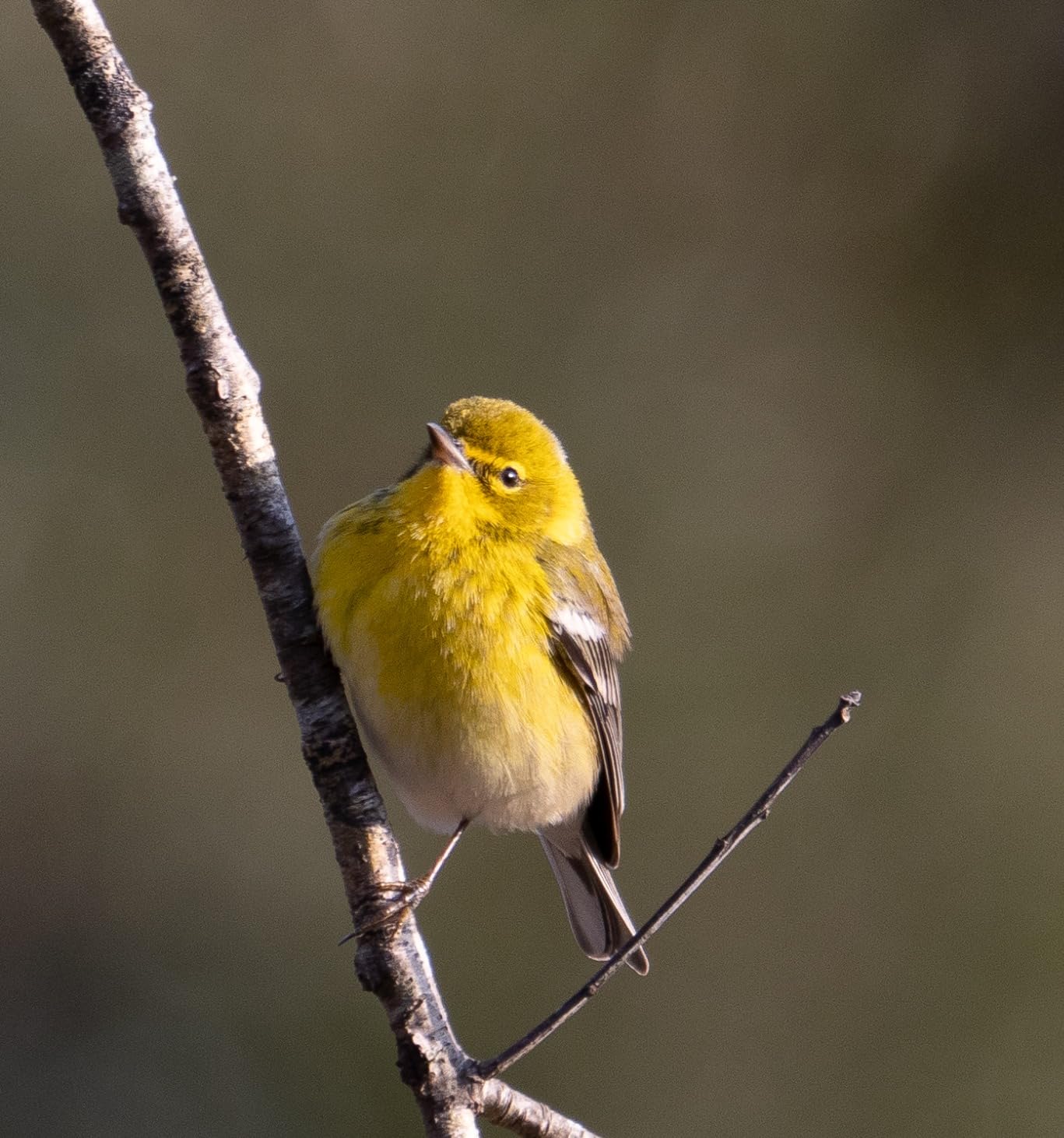 Panasonic LUMIX Micro Four Thirds Camera Lens, Leica DG Vario-Elmar 100-400mm, F4.0-6.3 II ASPH., Power O.I.S. - H-RSA100400 customer photo 2