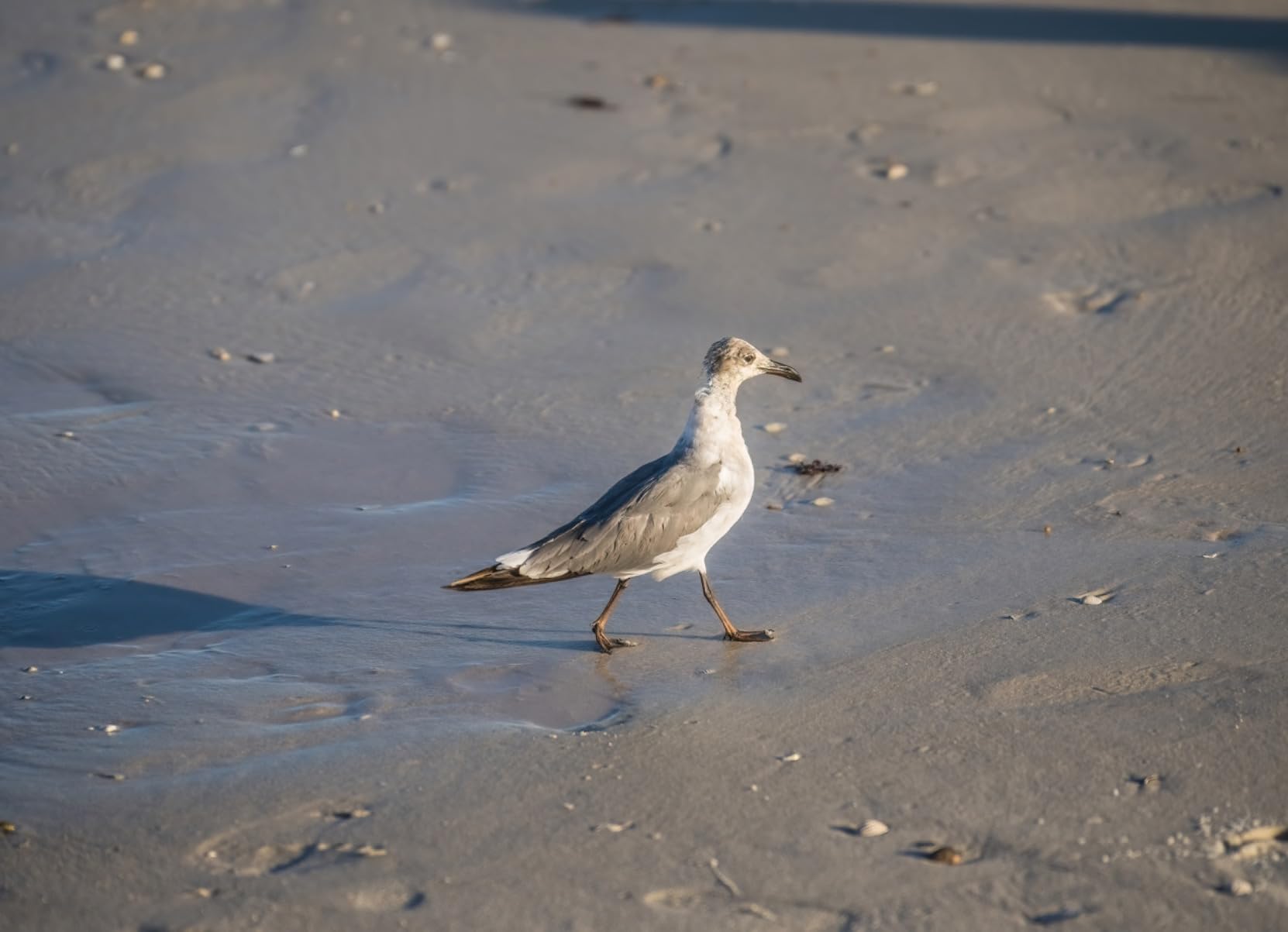 35-150mm F/2-2.8 Di III VXD for Nikon Z Mirrorless Cameras customer photo 1