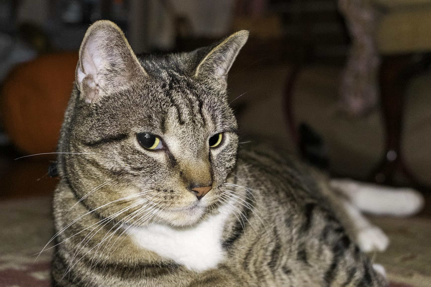 Viltrox AF 85mm F1.8 II XF Prime Lens Auto Focus Medium Telephoto Portrait Lens Compatible with Fuji X Mount Camera X-T5 X-H2 X-T50 X-M5 X-T30 II X-Pro3 X-S20 X-E4 customer photo 2