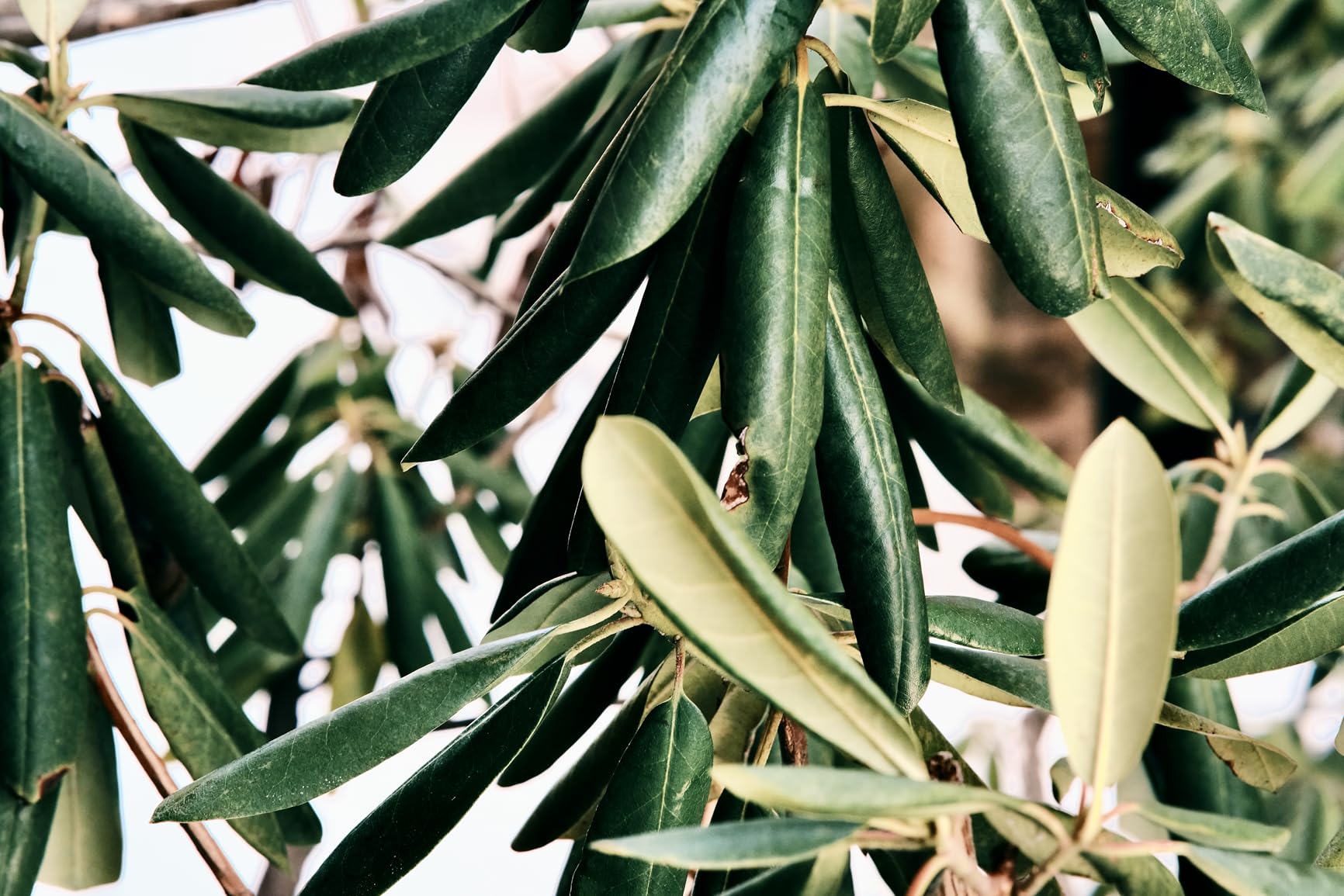 AF 56mm f/1.4 XF STM APS-C Frame Auto Focus Standard Prime Lens for Fuji Fujifilm X-Mount Mirrorless Digital Camera customer photo 2