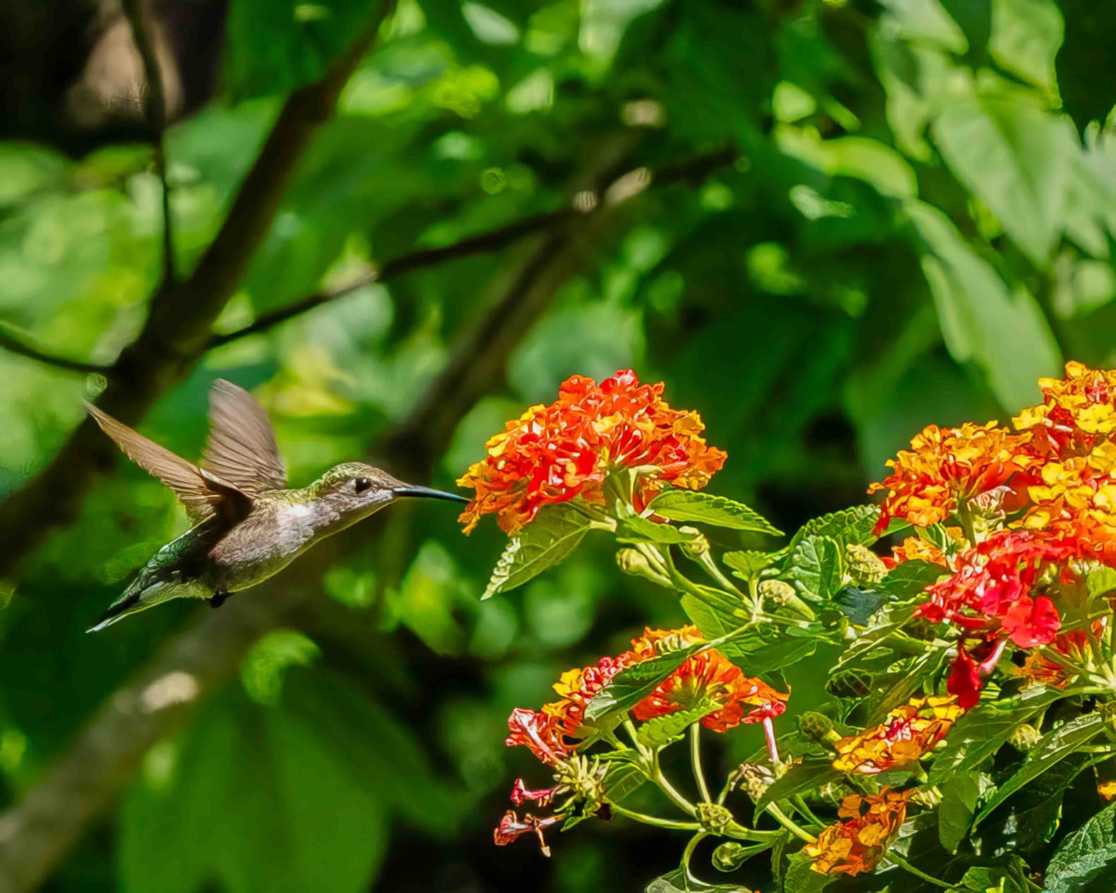 Sony Alpha 9 III Mirrorless Camera with World's First Full-Frame 24.6MP Global Shutter System and 120fps Blackout-Free Continuous Shooting customer photo 1