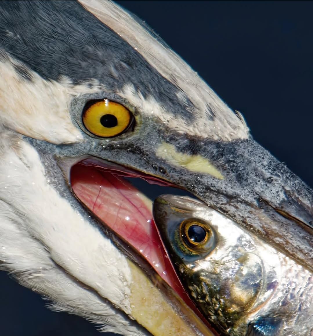 Olympus OM-1 Mark II Micro Four Thirds System Camera M.Zuiko Digital ED 12-40mm F2.8 PRO II Lens kit Weather Sealed Design, (US Manufacturer Warranty) customer photo 2