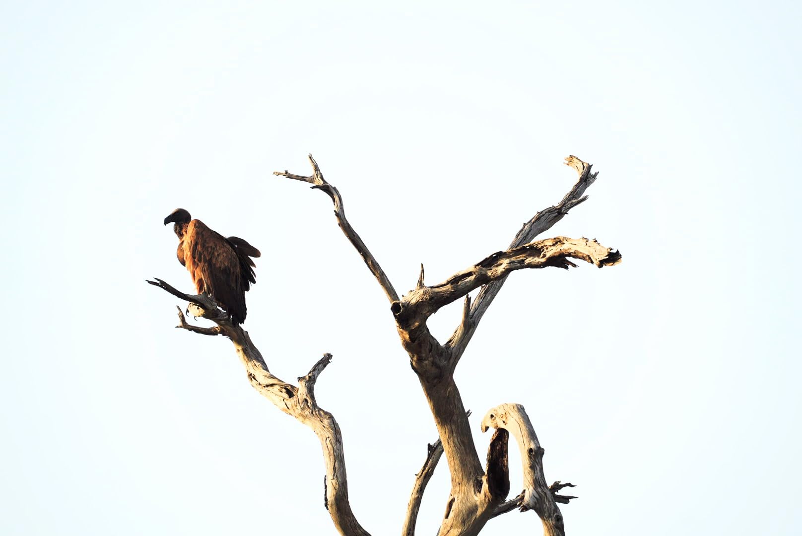 Sigma 500mm F5.6 DG DN OS Sports Lens for Sony E Mount customer photo 1