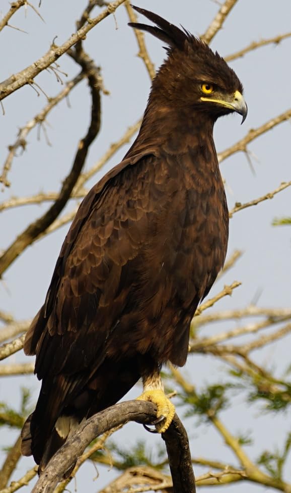 Sigma 500mm F5.6 DG DN OS Sports Lens for Sony E Mount customer photo 2