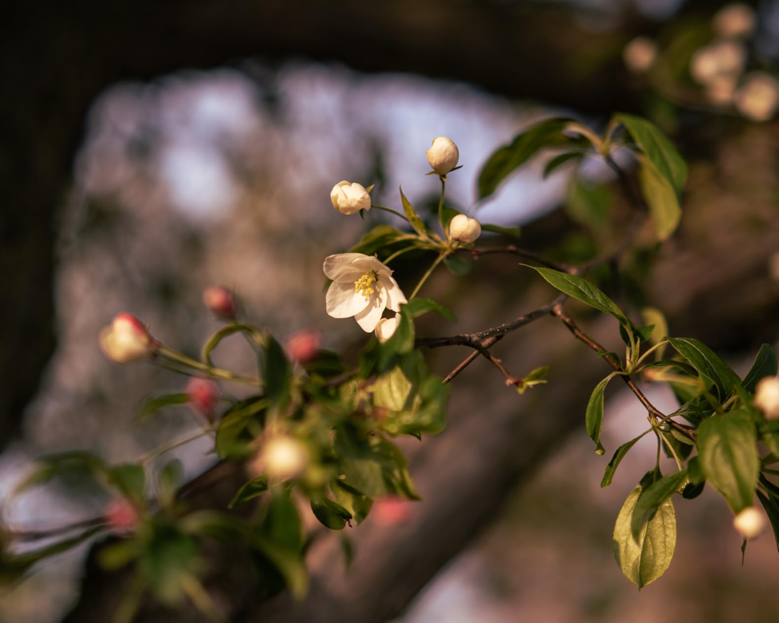 20mm f2.8 for Nikon Z, Z-Mount Full Frame STM Auto Focus Lens, Prime Wide Angle Lens customer photo 1