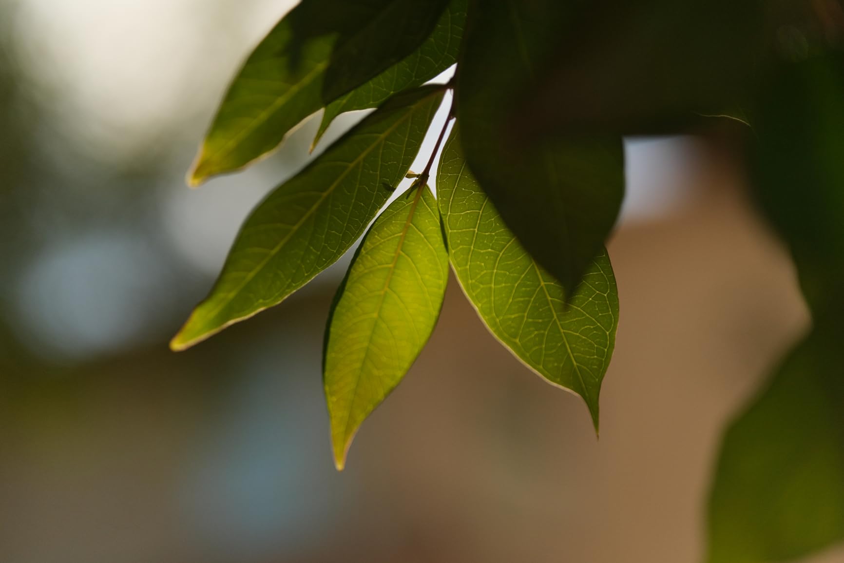 TTArtisan AF 56mm F1.8 Fuji XF, 56mm f/1.8 Fuji X Mount Lens, APS-C Lens for Fujifilm X-Mount XS10 X-A5 X-A7 X-M1 X-M2 X-E4 X-T1 X-T10 X-T2 X-T20 X-T3 X-T4 X-T100 (Black) customer photo 1