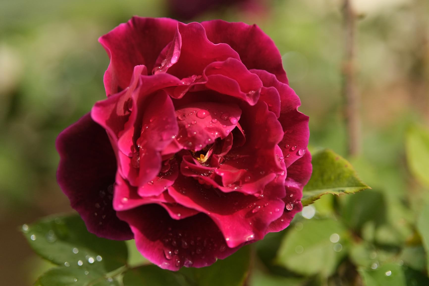 TTArtisan AF 56mm F1.8 Fuji XF, 56mm f/1.8 Fuji X Mount Lens, APS-C Lens for Fujifilm X-Mount XS10 X-A5 X-A7 X-M1 X-M2 X-E4 X-T1 X-T10 X-T2 X-T20 X-T3 X-T4 X-T100 (Black) customer photo 2