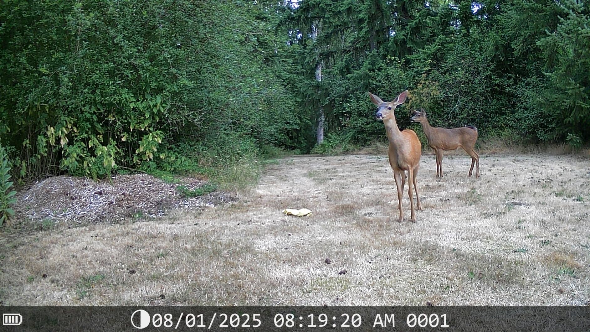 DEATTI Trail Camera 48MP 4K Game Camera with 8 Batteries 32GB SD Card, WiFi Bluetooth Connection, Trail Cameras with Night Vision Motion Activated Waterproof customer photo 1