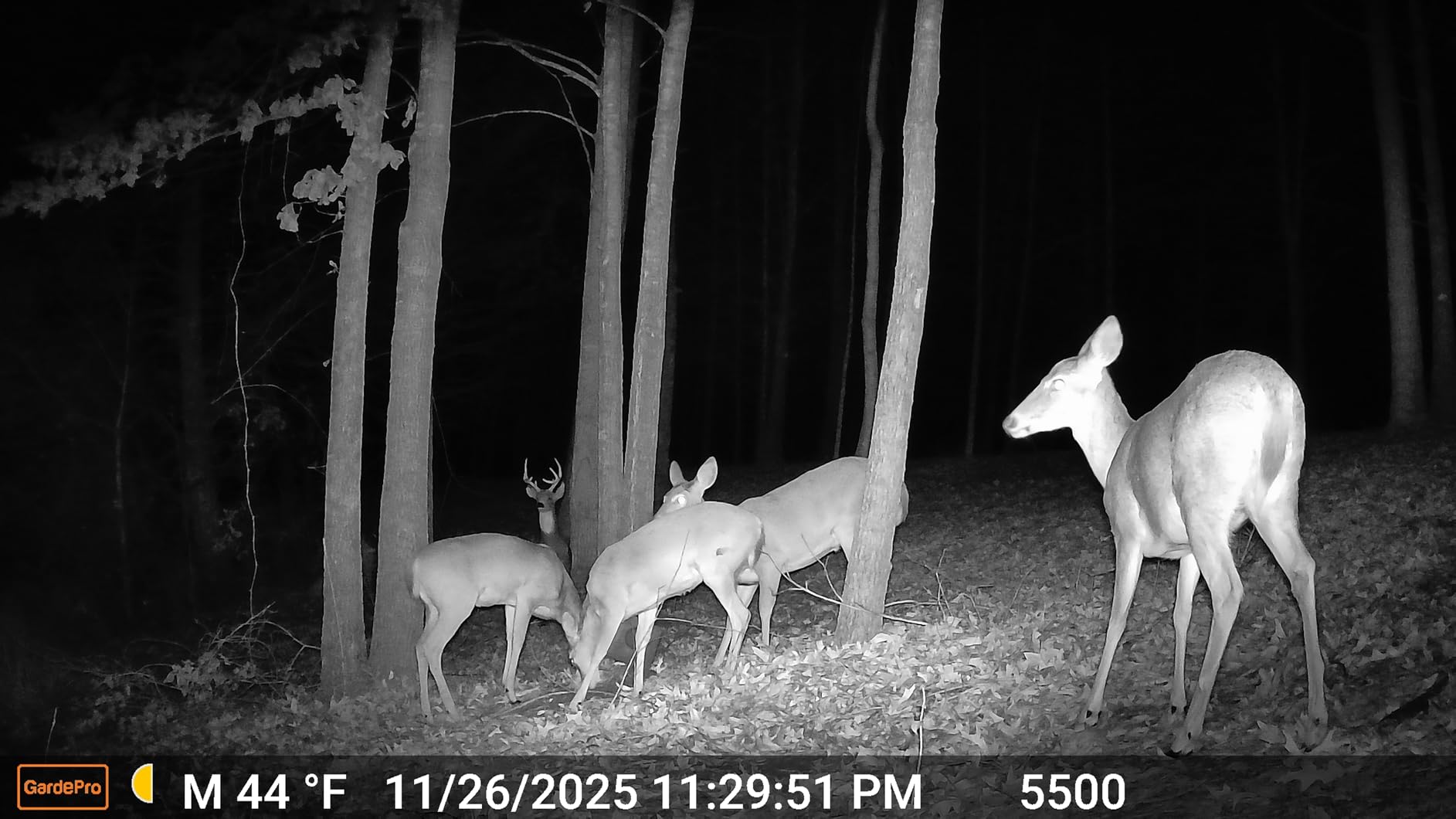 GardePro A50 Trail Camera (Non-Cellular, Non-WiFi), True 4K Video, 0.1s Trigger, 100ft No-Glow Night Vision, Motion Activated Wildlife Camera customer photo 2