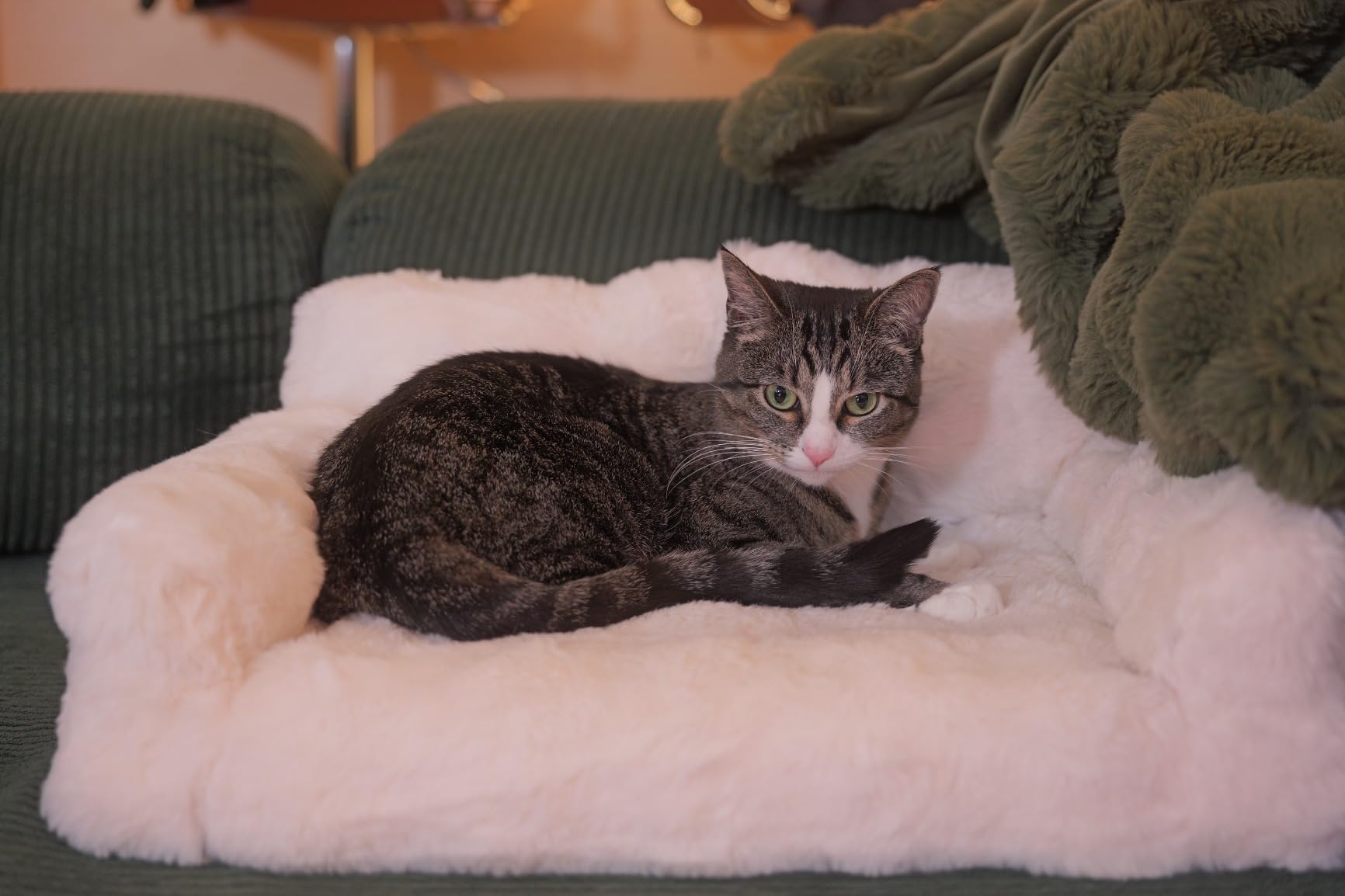 Meike 50mm F1.8 Auto Focus STM Stepping Motor Full Frame Portrait Lens Compatible with Panasonic Lumix Sigma L Cameras S1H S1 S5 S5 Mark II S1R S9 FP FPL customer photo 2