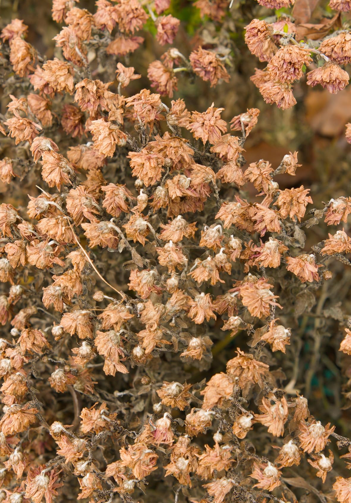 Meike 50mm F1.8 Full Frame STM Auto Focus Prime Lens for Sony E Mount Mirrorless Cameras: A9,A7IV A7III, A7II, A7R3, A7R4,A7C,A7CII A6400,A6700,etc customer photo 1