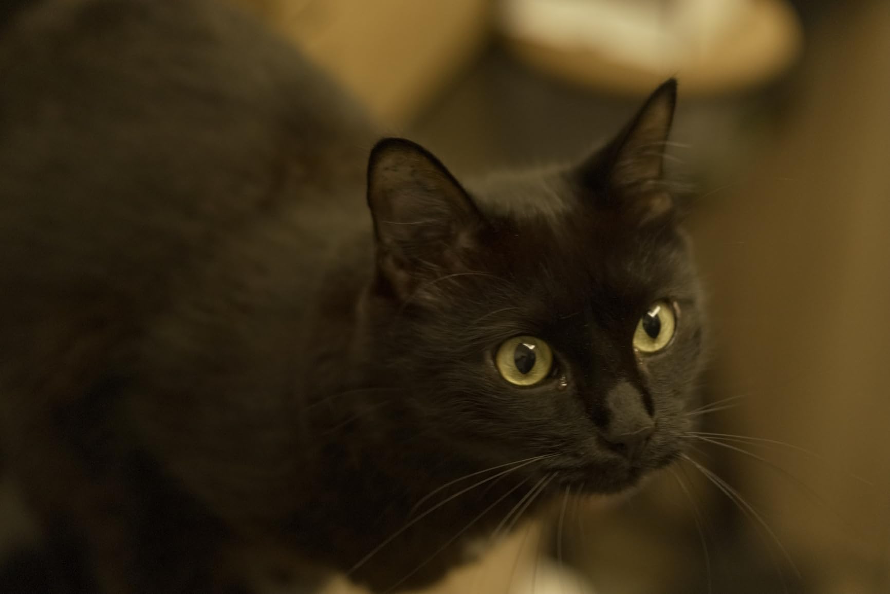 VILTROX 56mm f/1.7 E Lens for Sony, 56mm APS-C E Mount Len, Auto Focus e Mount Portrait Lens for Sony a7IV a7RV a6400 a6700 ZV-E10 a6600 customer photo 1