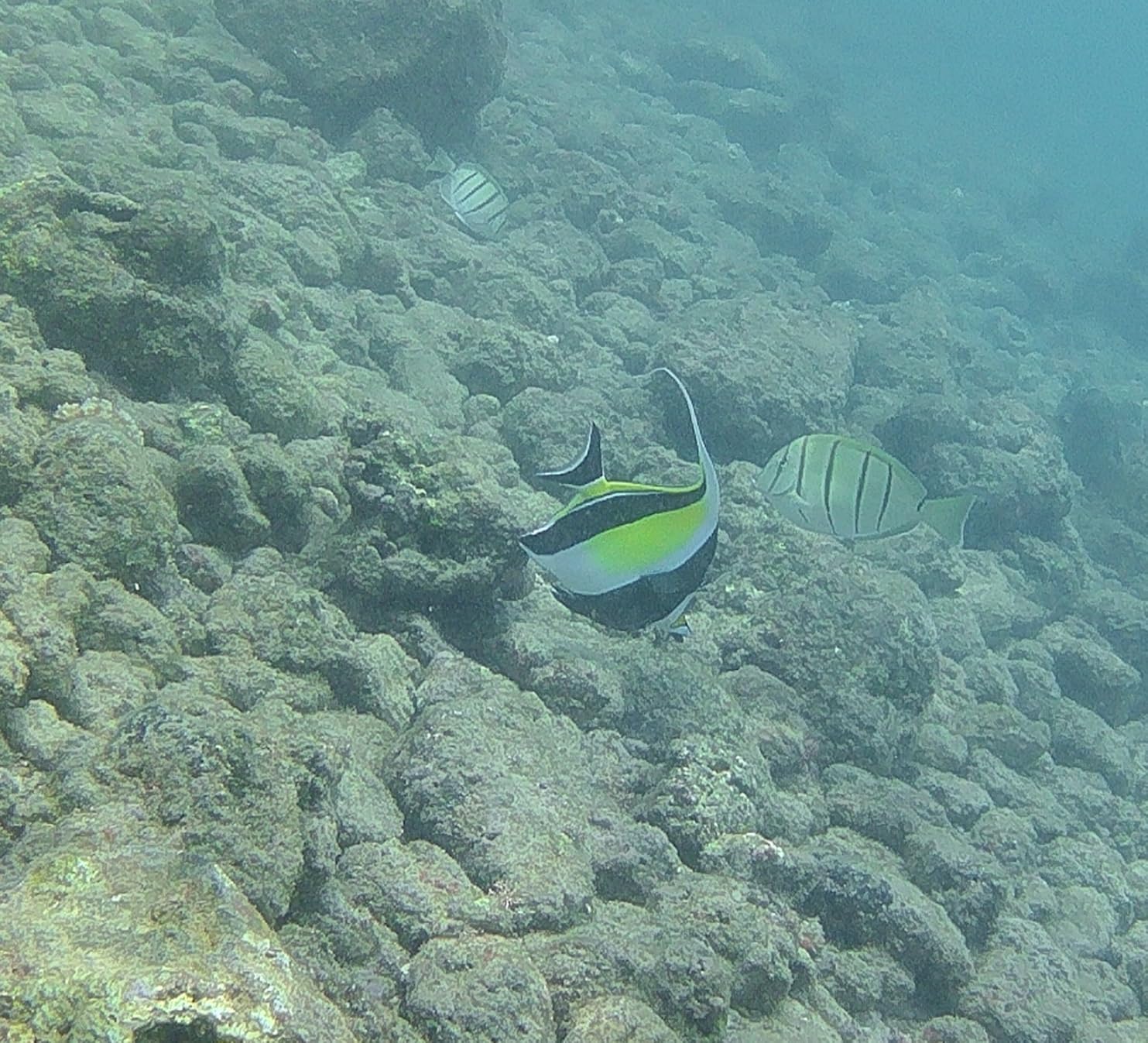 4K60fps Action Camera Waterproof Camera with 64G SD Card 48MP HD WiFi Camera with EIS 40M Underwater Camera Wide Angle Sports Camera with 2 * 1350 mAh Batteries Helmet Mount Accessories Kits customer photo 1