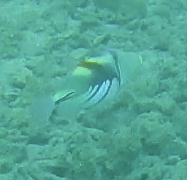 4K60fps Action Camera Waterproof Camera with 64G SD Card 48MP HD WiFi Camera with EIS 40M Underwater Camera Wide Angle Sports Camera with 2 * 1350 mAh Batteries Helmet Mount Accessories Kits customer photo 2