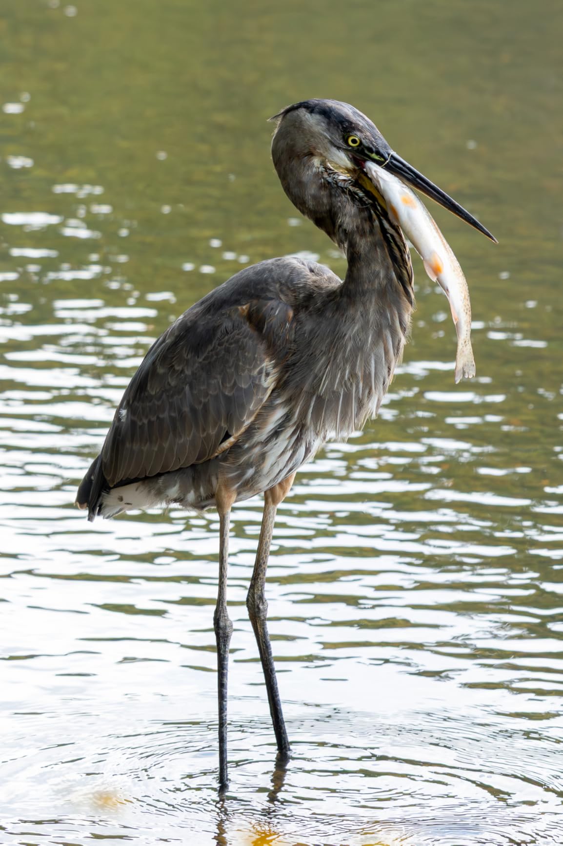 RF70-200mm F2.8 L is USM Z Black - Compact Telephoto Zoom with Image Stabilization for Portrait, Sports & Event Photography customer photo 1