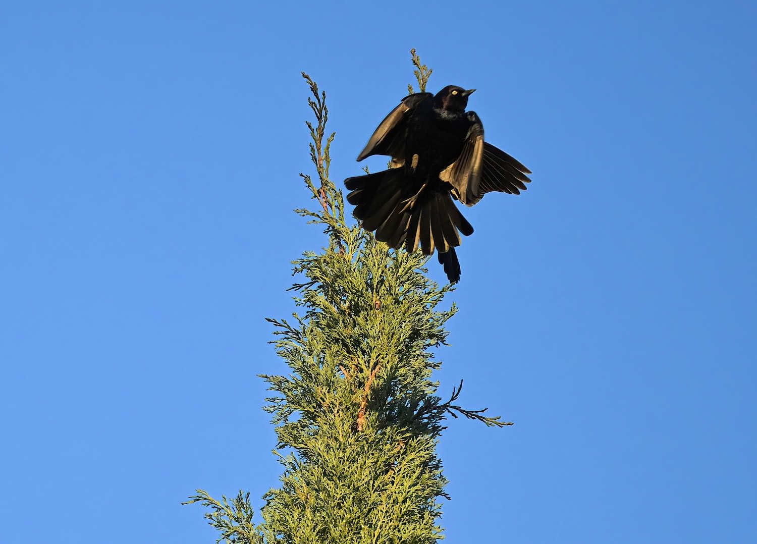 Z50 II with Wide-Angle Zoom Lens | Compact mirrorless Stills/Video Camera with Easy Color presets and Wireless Photo Sharing | Nikon USA Model customer photo 2