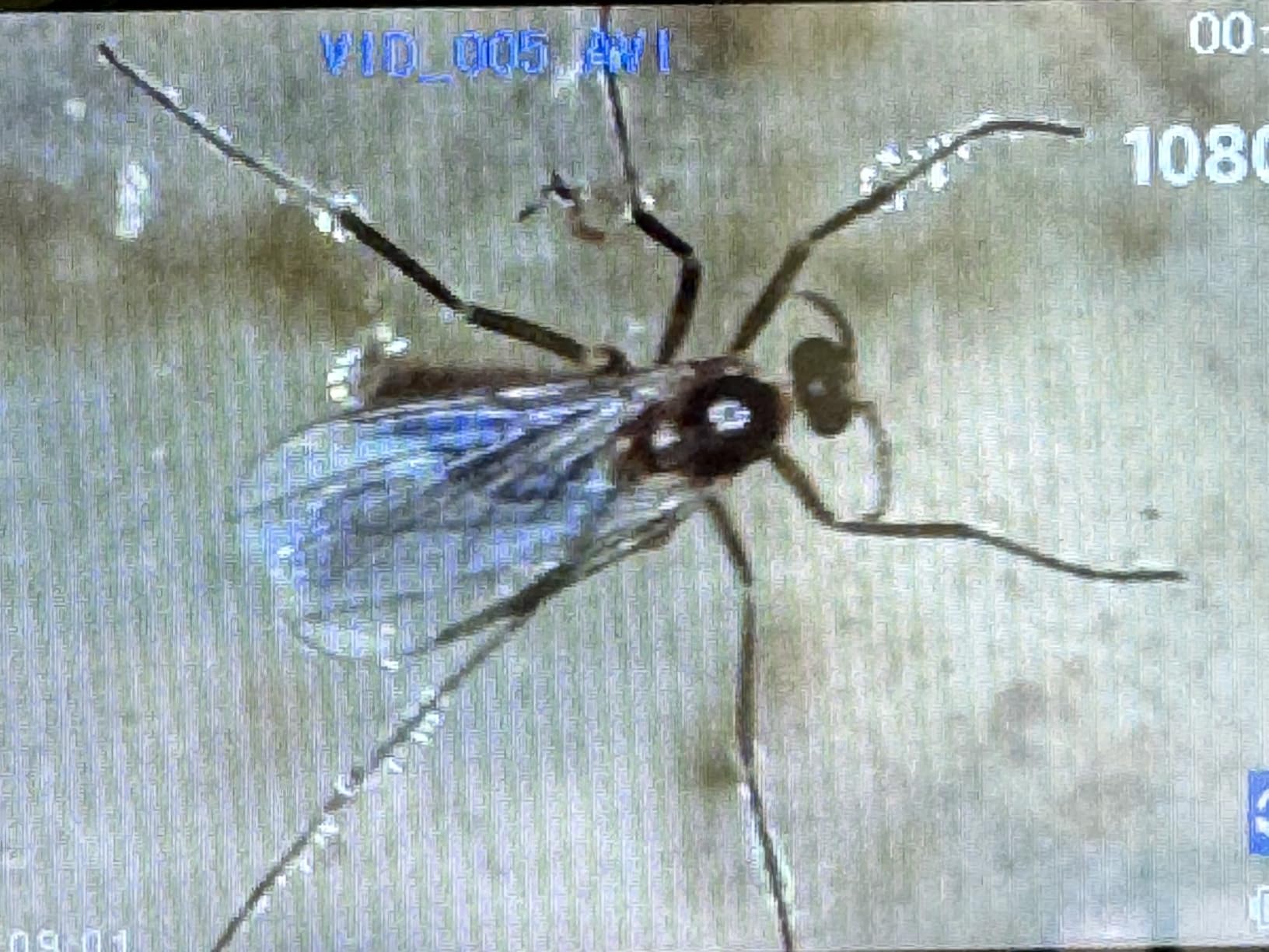 LCD Digital Microscope, 4.3 Inch 1080P 10 Megapixels, 10MP Camera Video Recorder with HD Screen, 1-1000X Magnification Zoom Wireless USB Stereo Microscope Camera customer photo 2