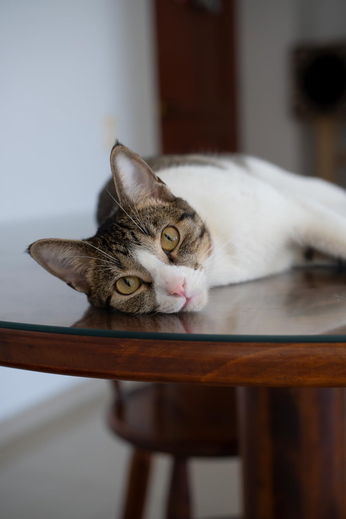 VILTROX 35mm f1.7 E, AF 35mm F1.7 E Mount Lens for Sony E, Auto Fcous APS-C Large Aperture Prime Lens for Sony ZV-E10 II EV10 a6700 a6600 a6400 a7c ii a7rv a7iii customer photo 1