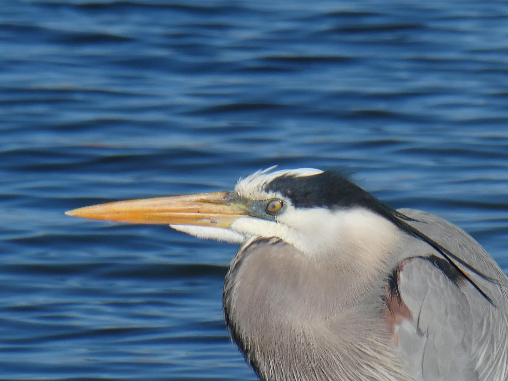 Panasonic LUMIX TZ/ZS99 Point and Shoot Camera, Compact Camera for Travel with 30x Zoom with 24-720mm Zoom Lens, and 4K Video/Photo, DC-TZ99 (Black) customer photo 1