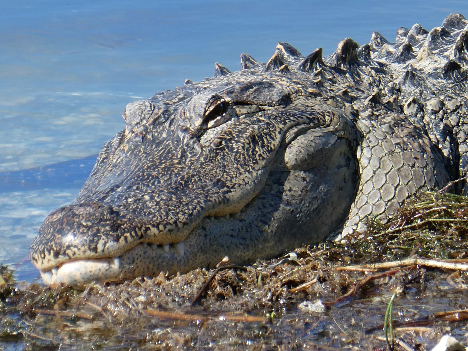 Panasonic LUMIX TZ/ZS99 Point and Shoot Camera, Compact Camera for Travel with 30x Zoom with 24-720mm Zoom Lens, and 4K Video/Photo, DC-TZ99 (Black) customer photo 2