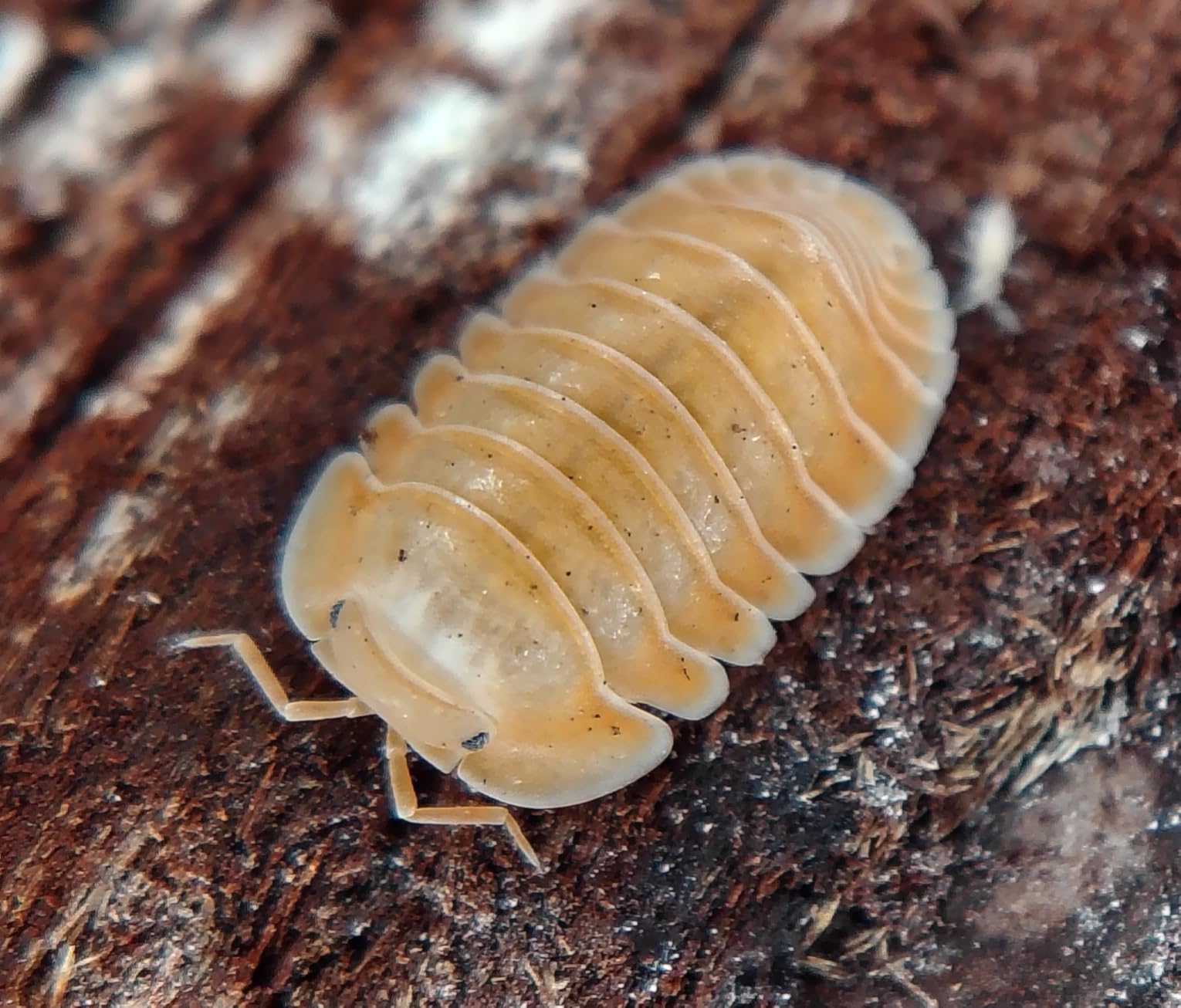 APEXEL 10-20X Macro Lens for iPhone & Android Phones | HD Photography Lens Kit with Universal Clip & 45-Mode Fill Light customer photo 1