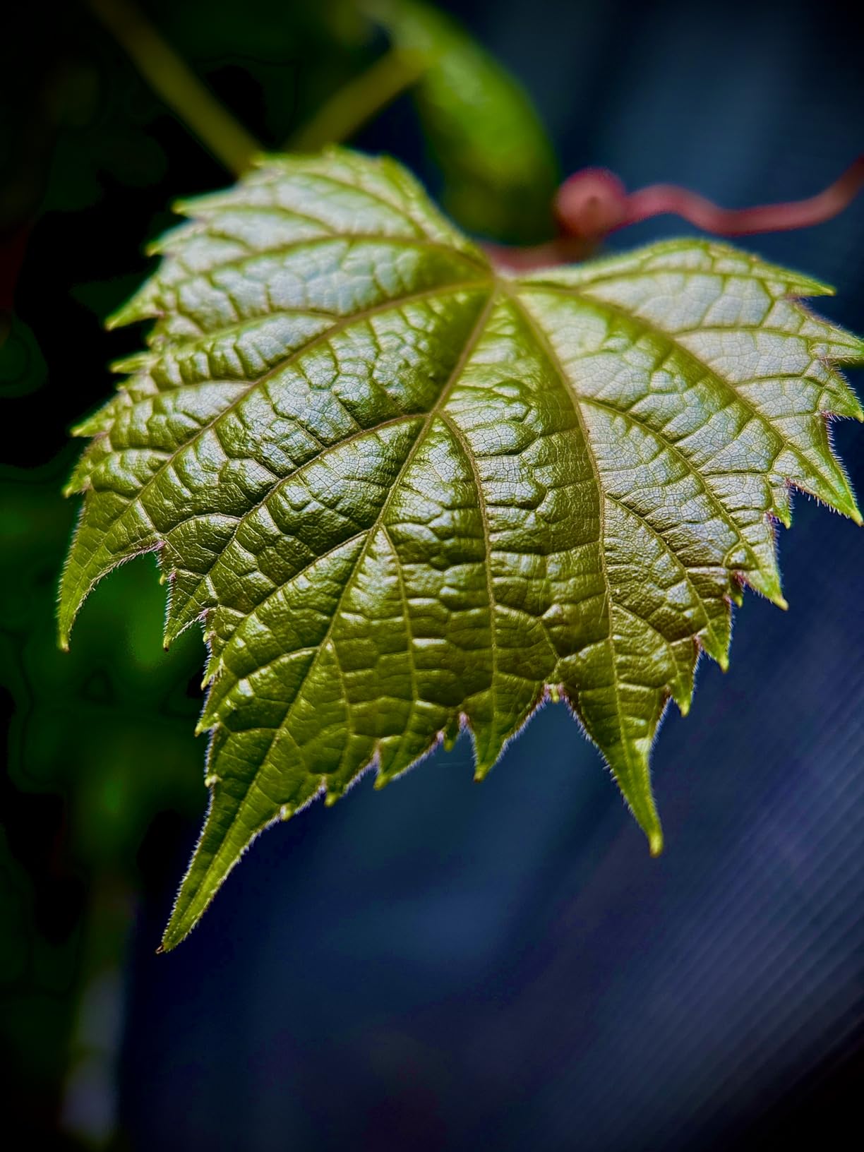 APEXEL 10-20X Macro Lens for iPhone & Android Phones | HD Photography Lens Kit with Universal Clip & 45-Mode Fill Light customer photo 2